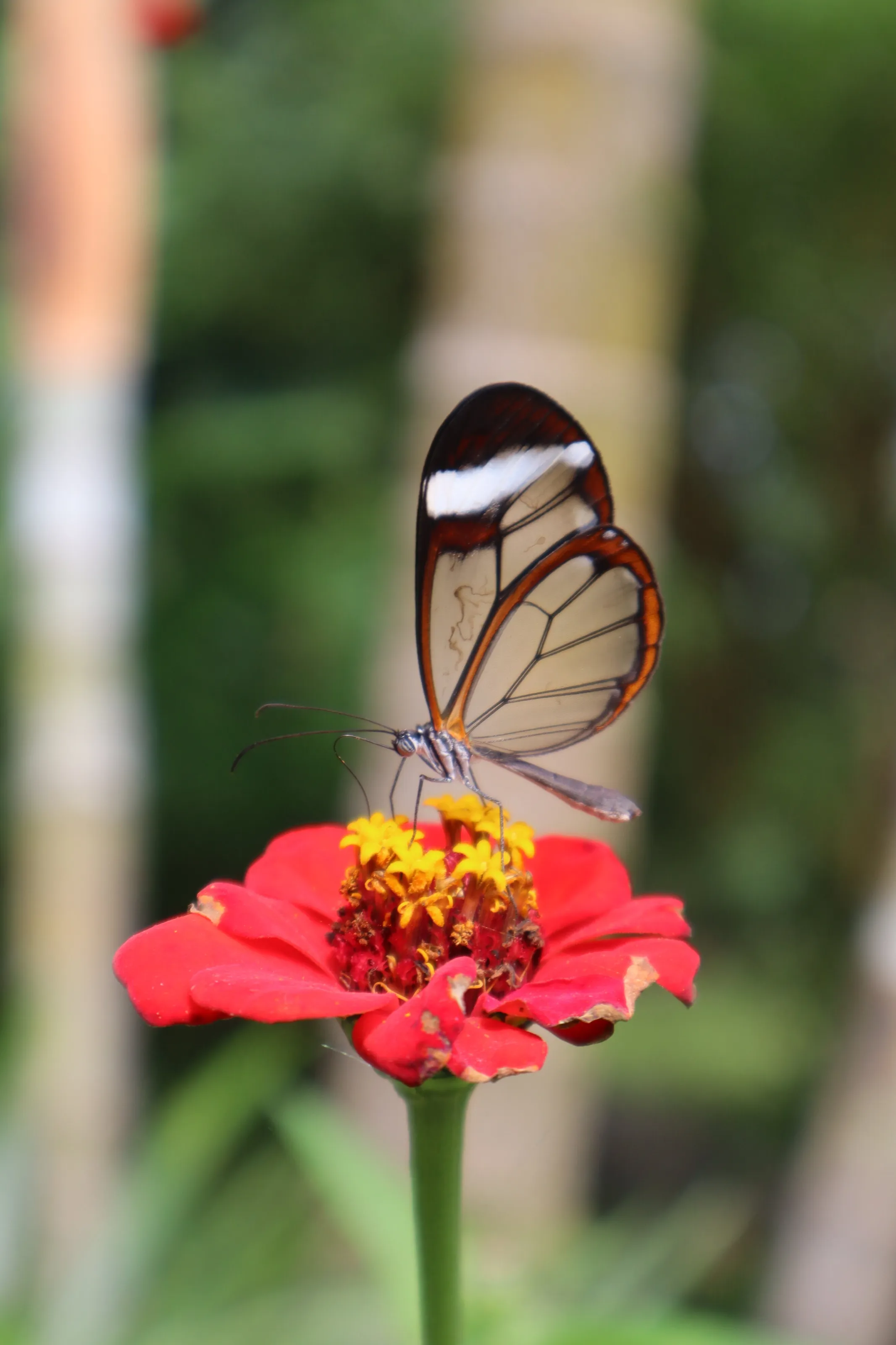 Transparent Butterfly