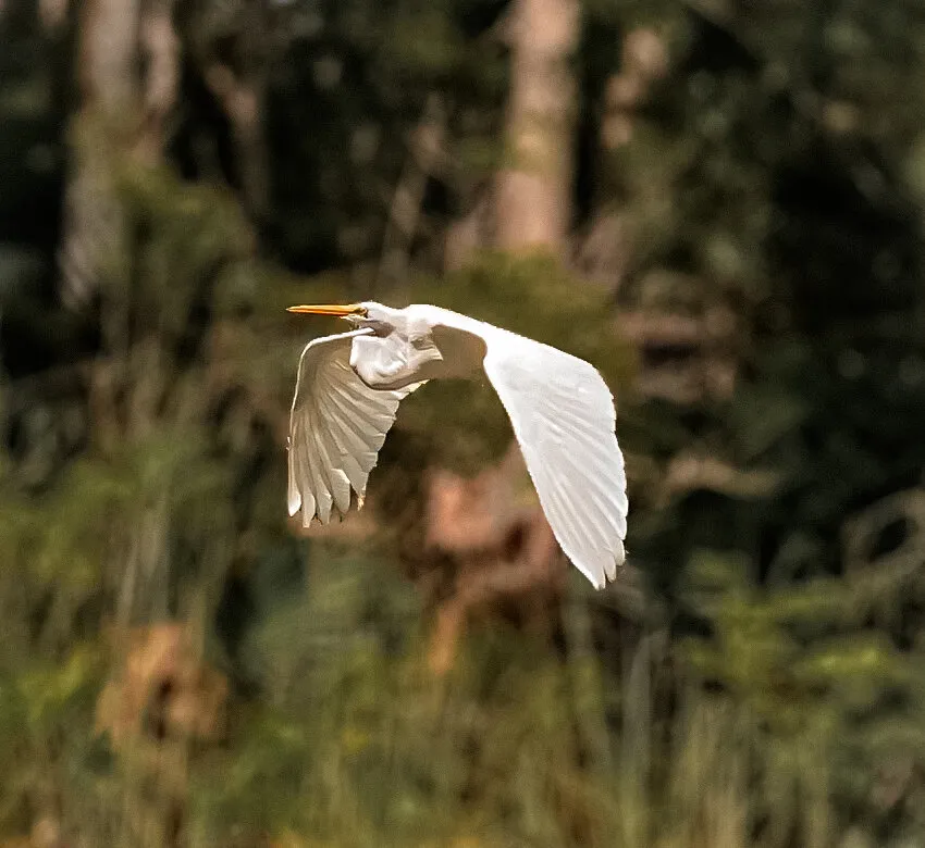 Weeki Wachee River Birds