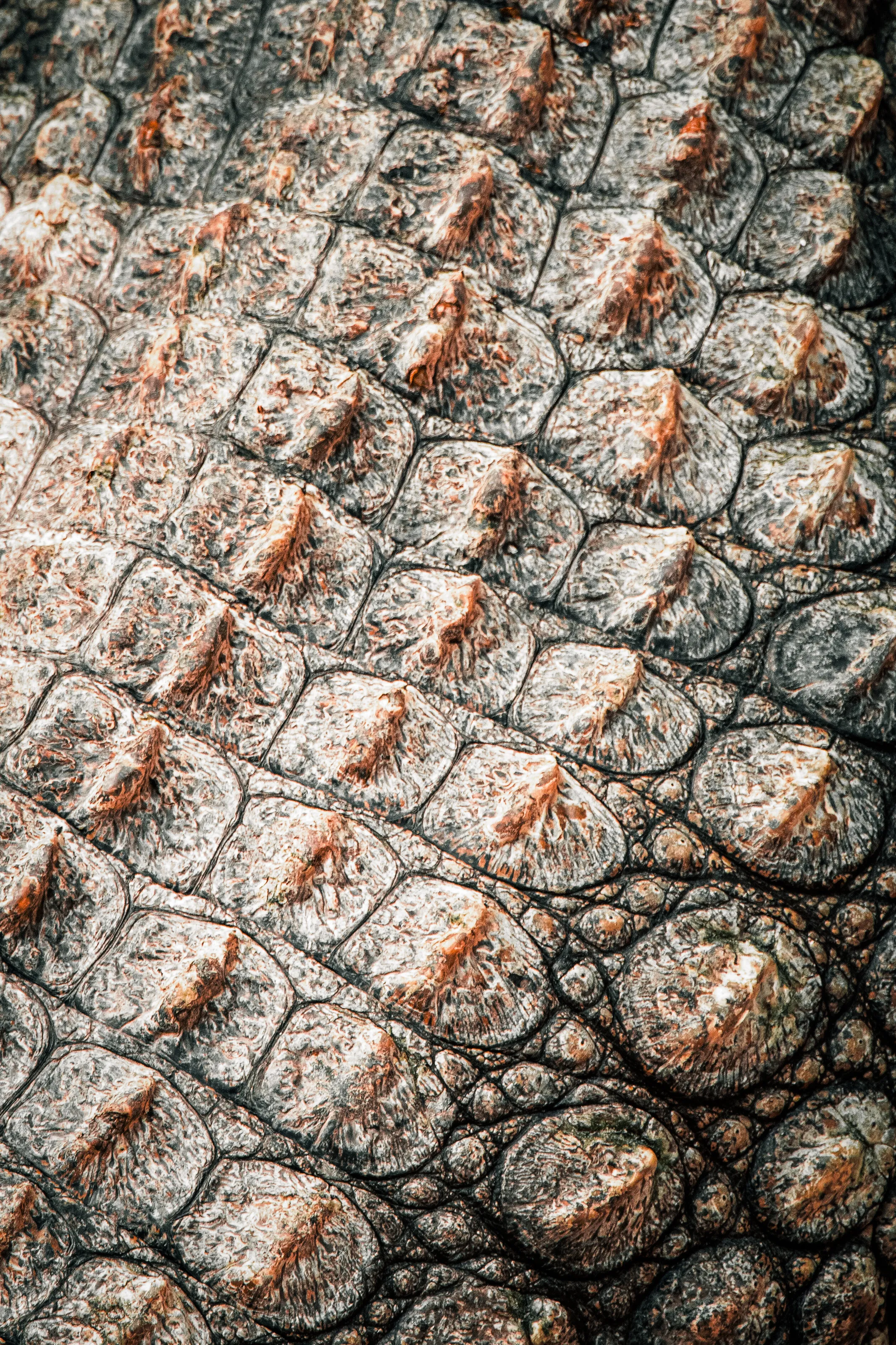 Crocodile skin