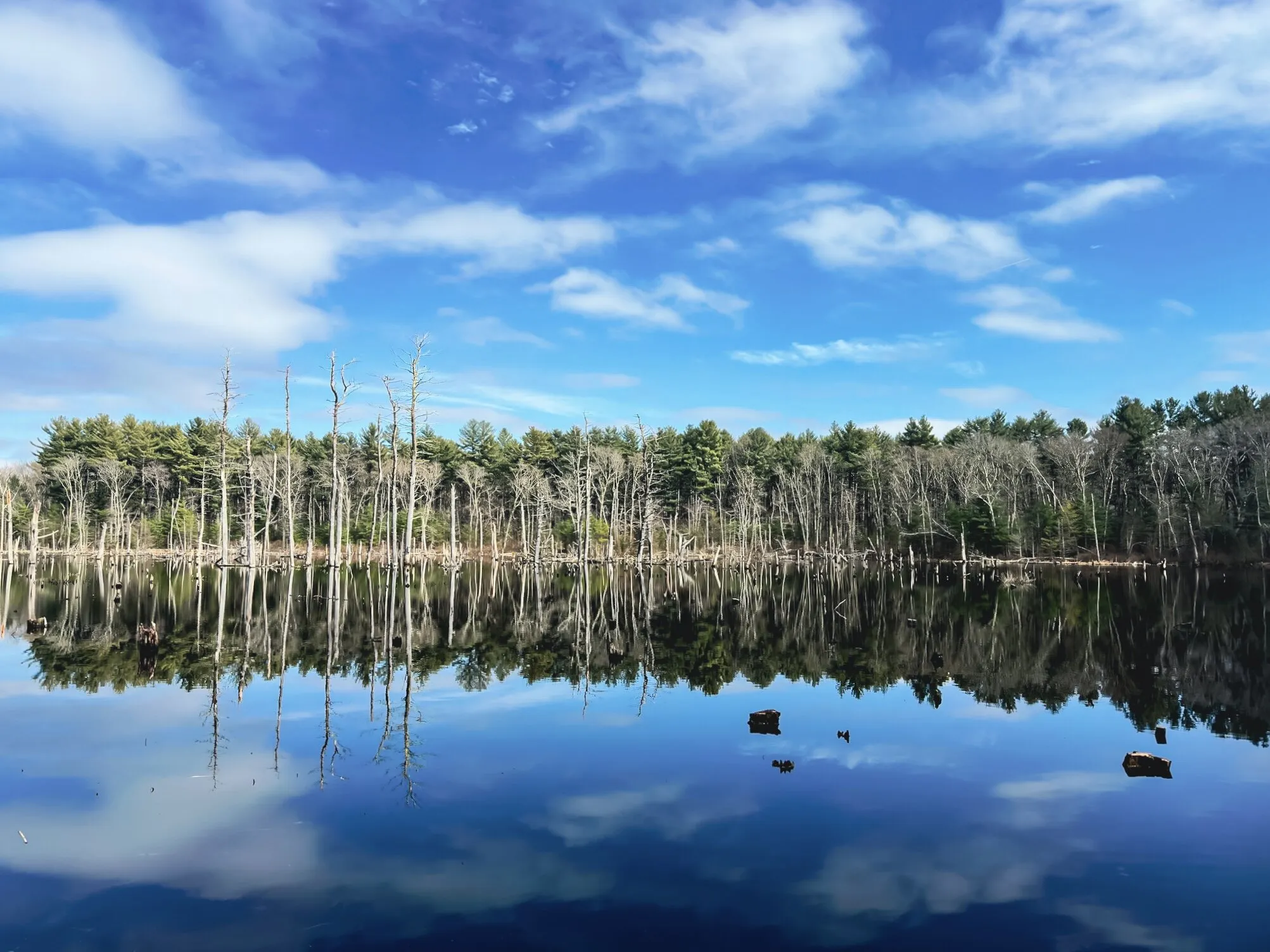 Mirror of the Forest