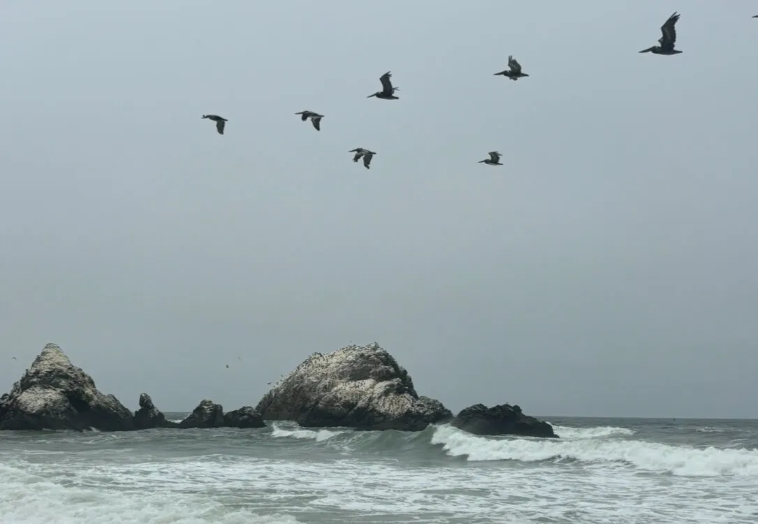 Migration