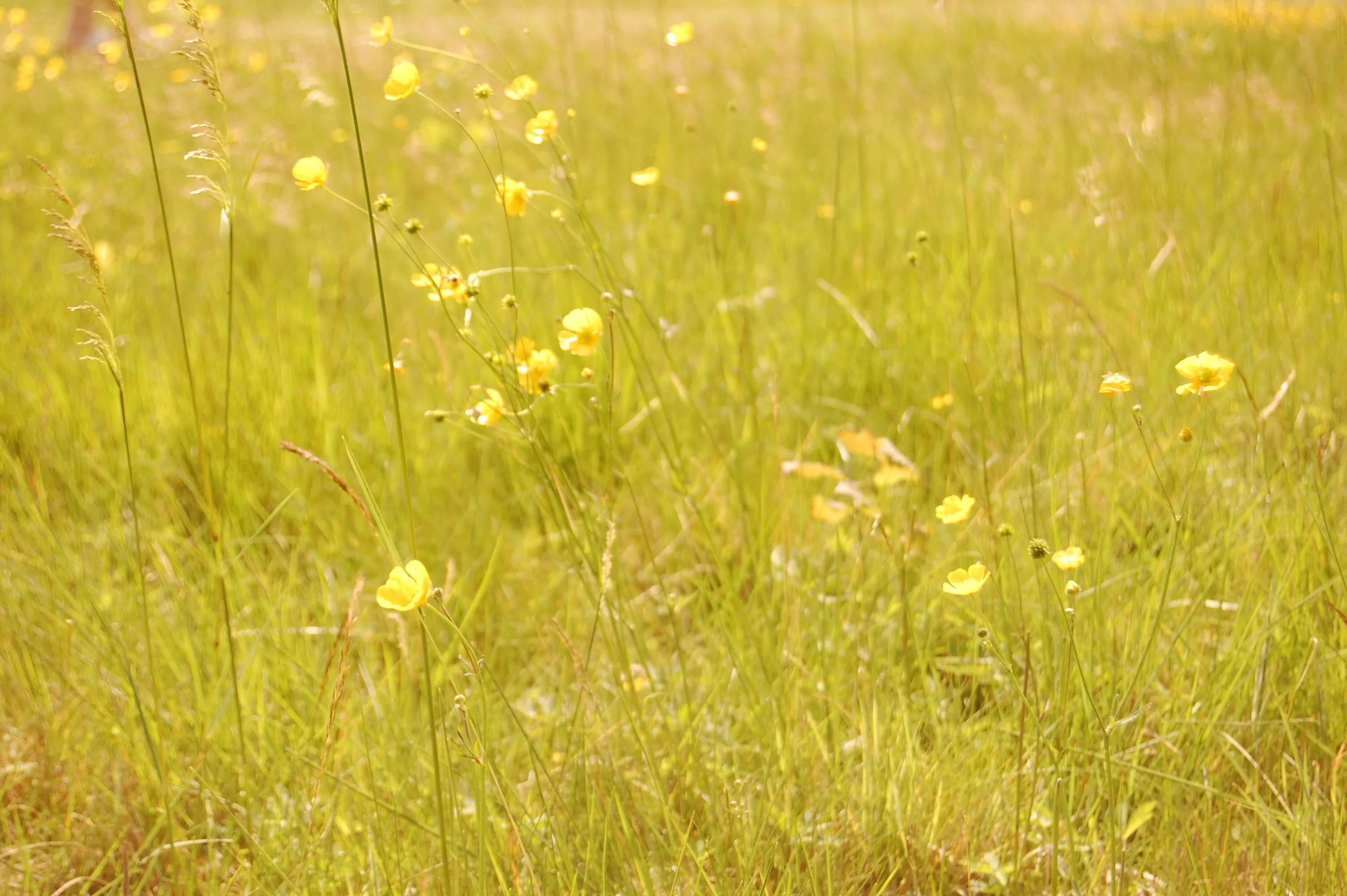 Flowers growing in a field