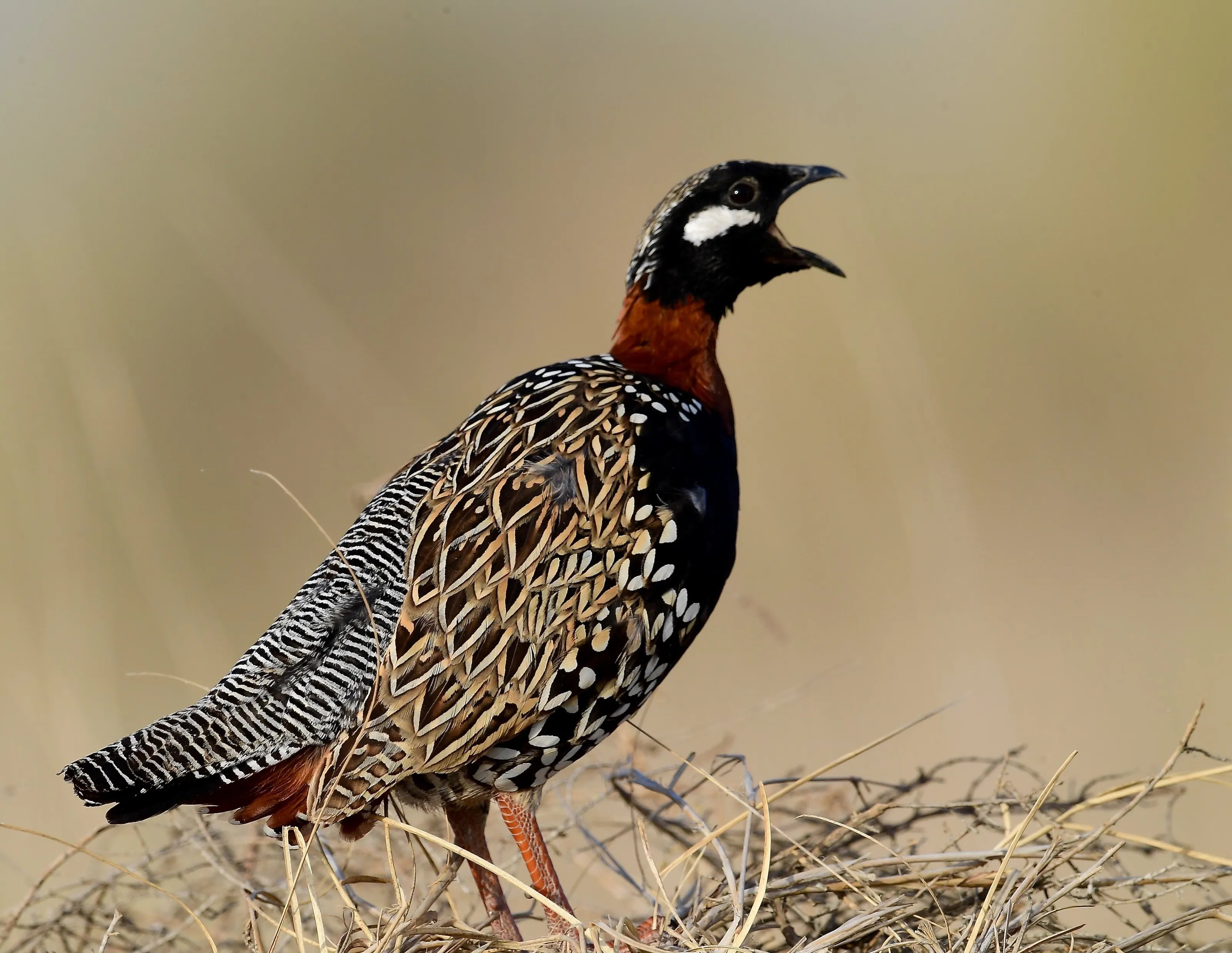 Black Francolin Male Calling Out For His Soul Mate