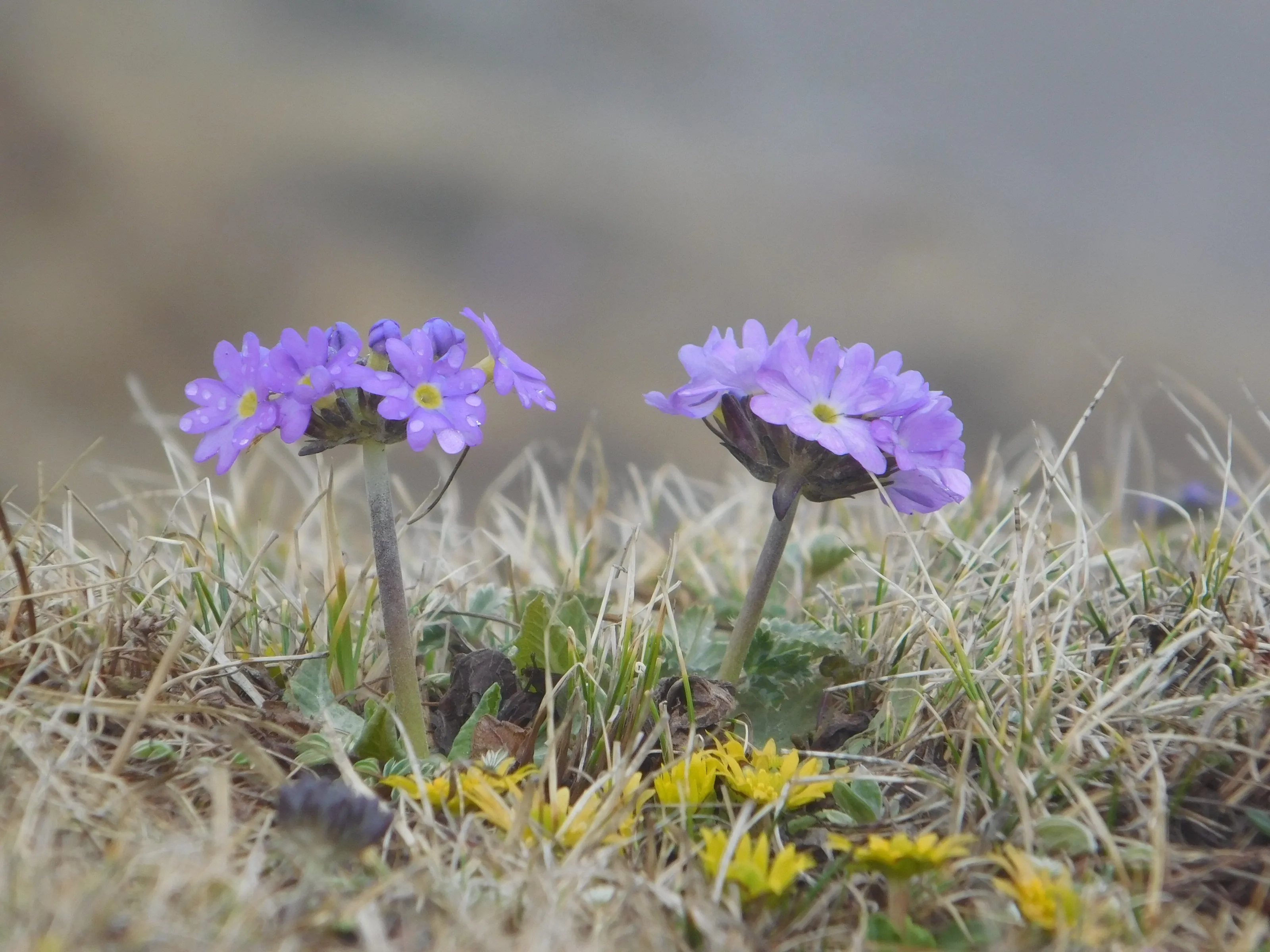 Mountain flower