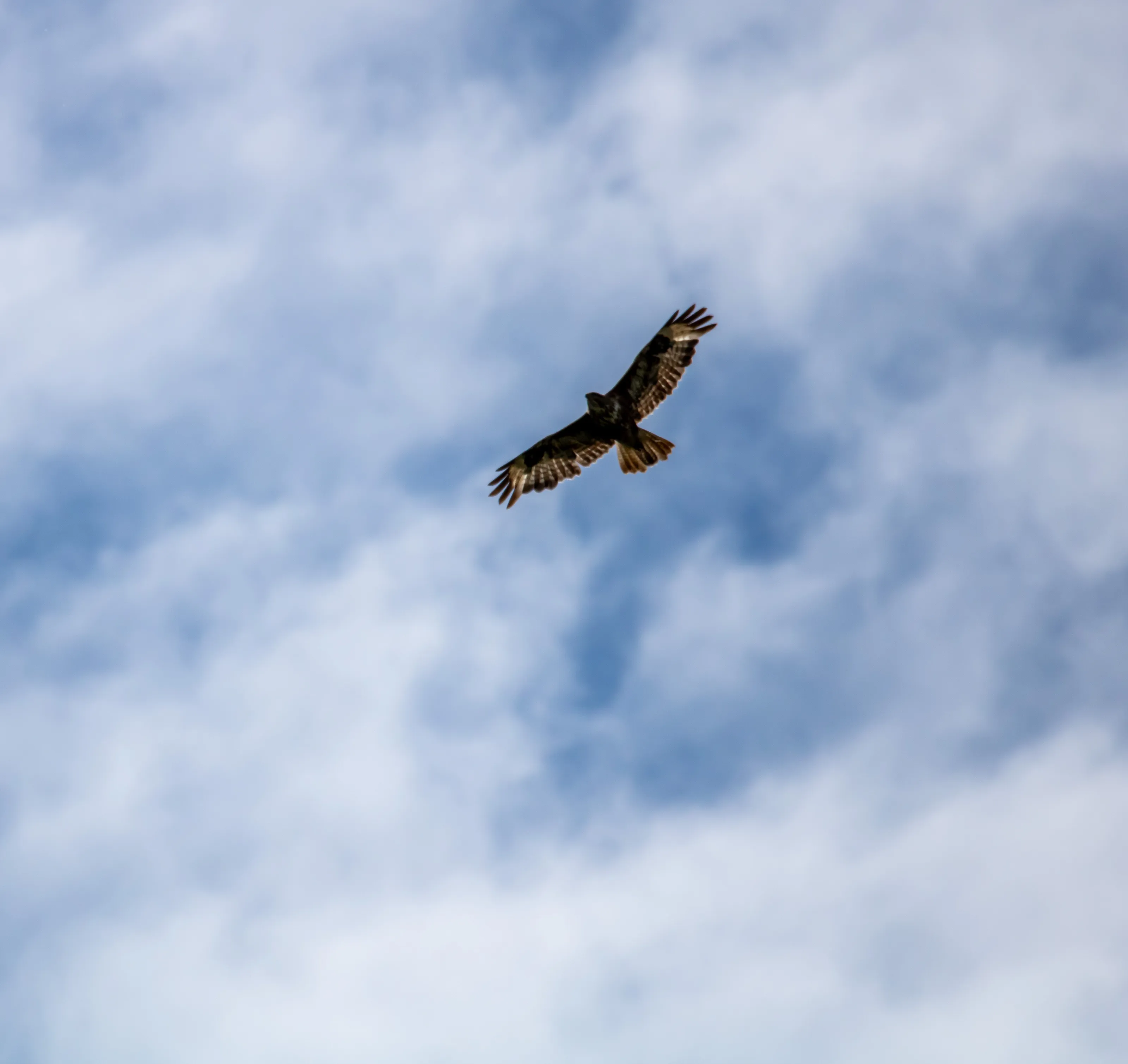 Buzzard