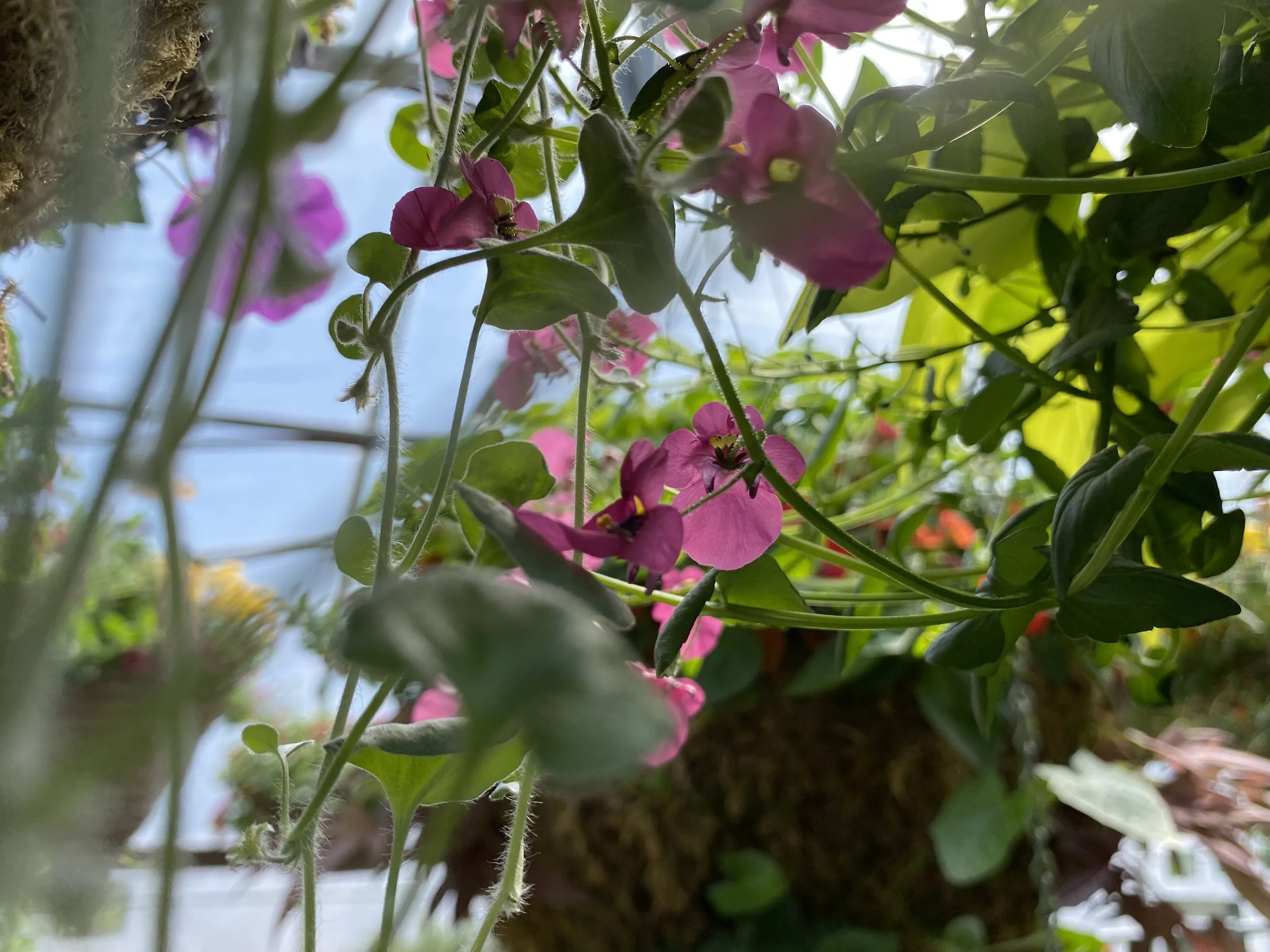 Hanging flowers