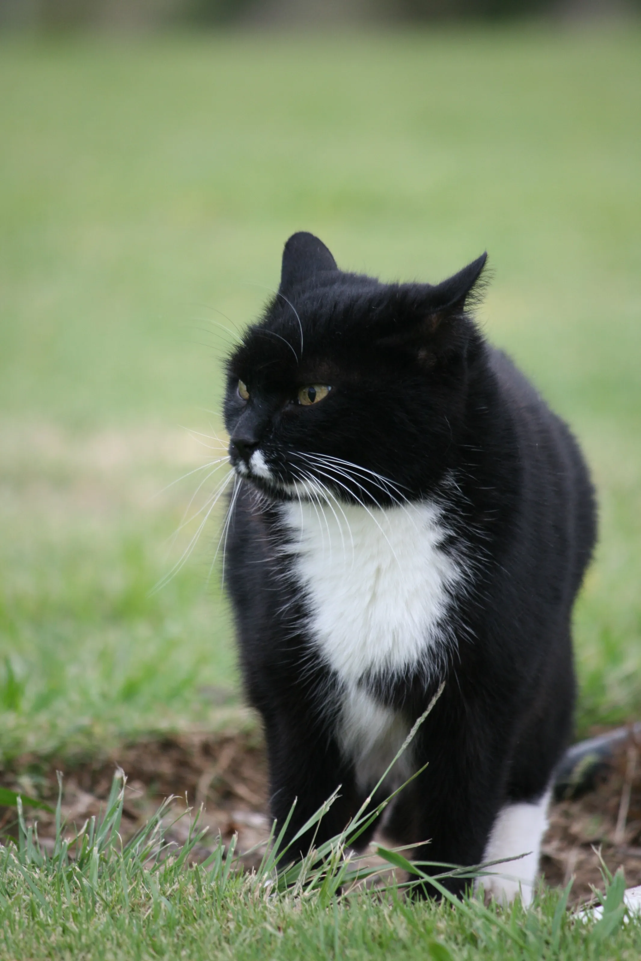 Mickey the cat