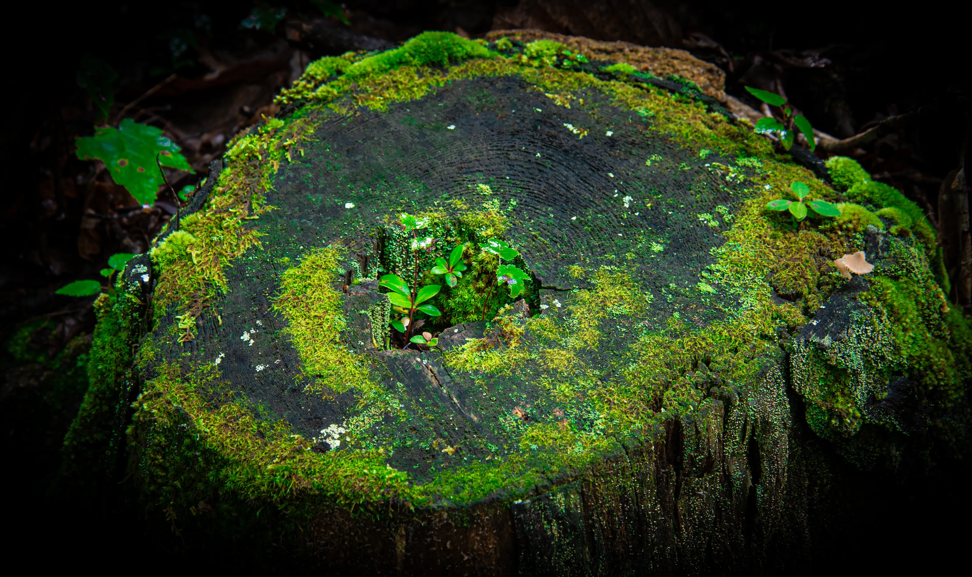 Skyline Moss