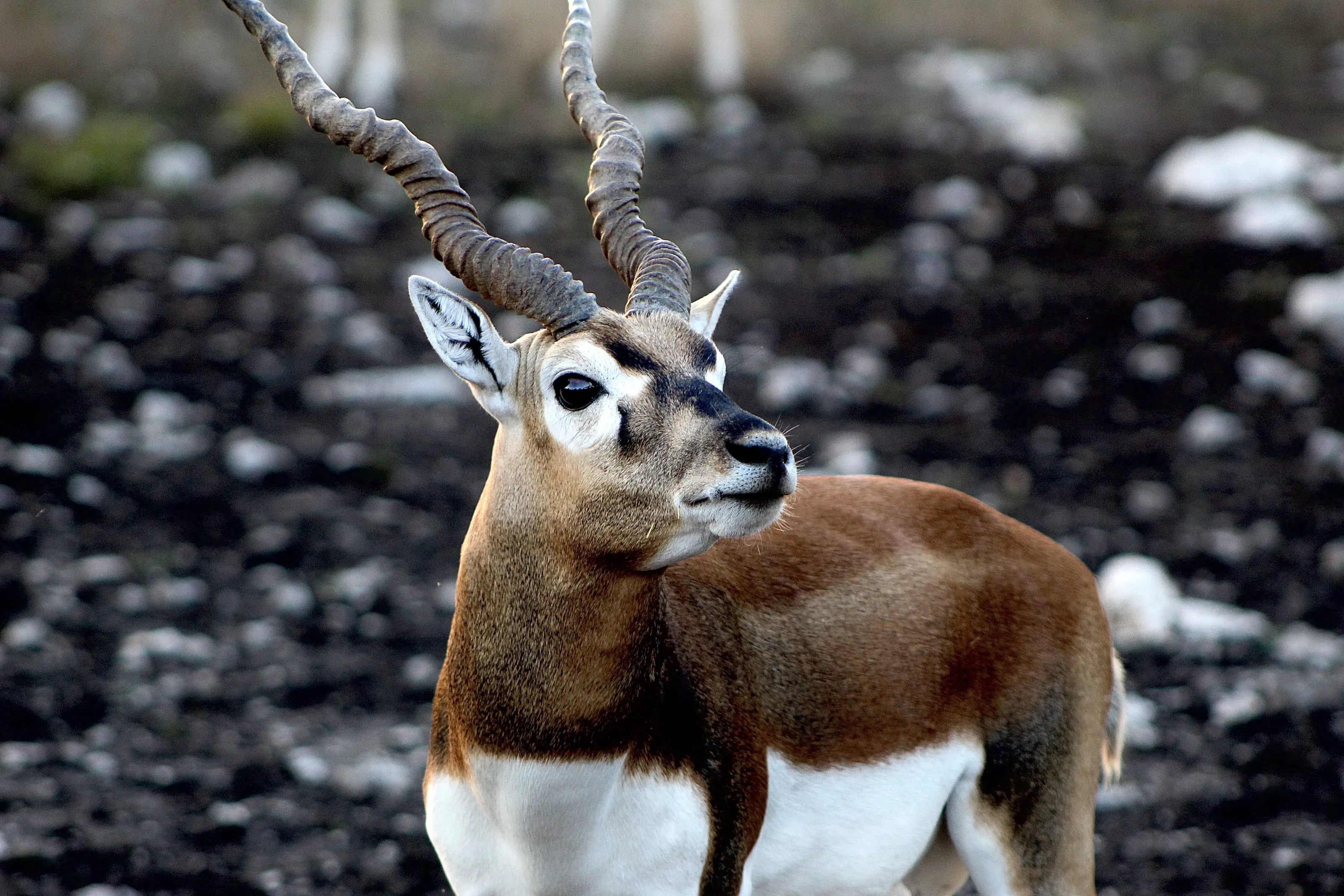Curious Blackbuck