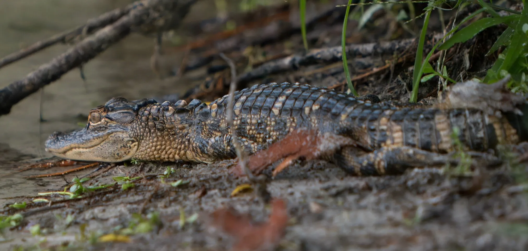 Resting Gator