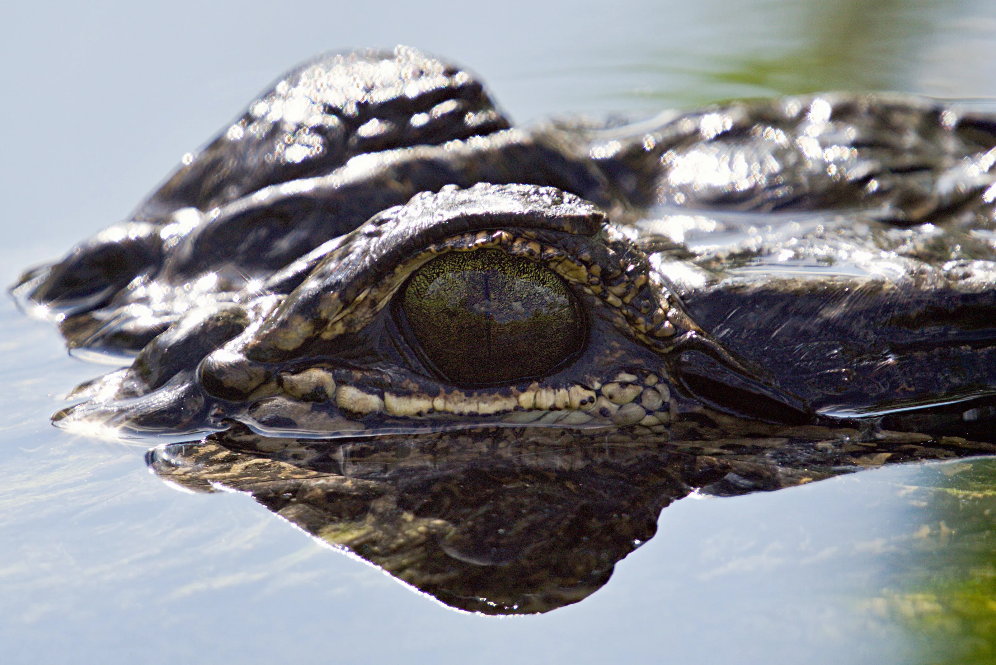 Gator Gaze