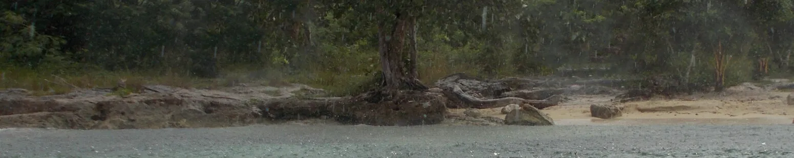Raining Tree - banner