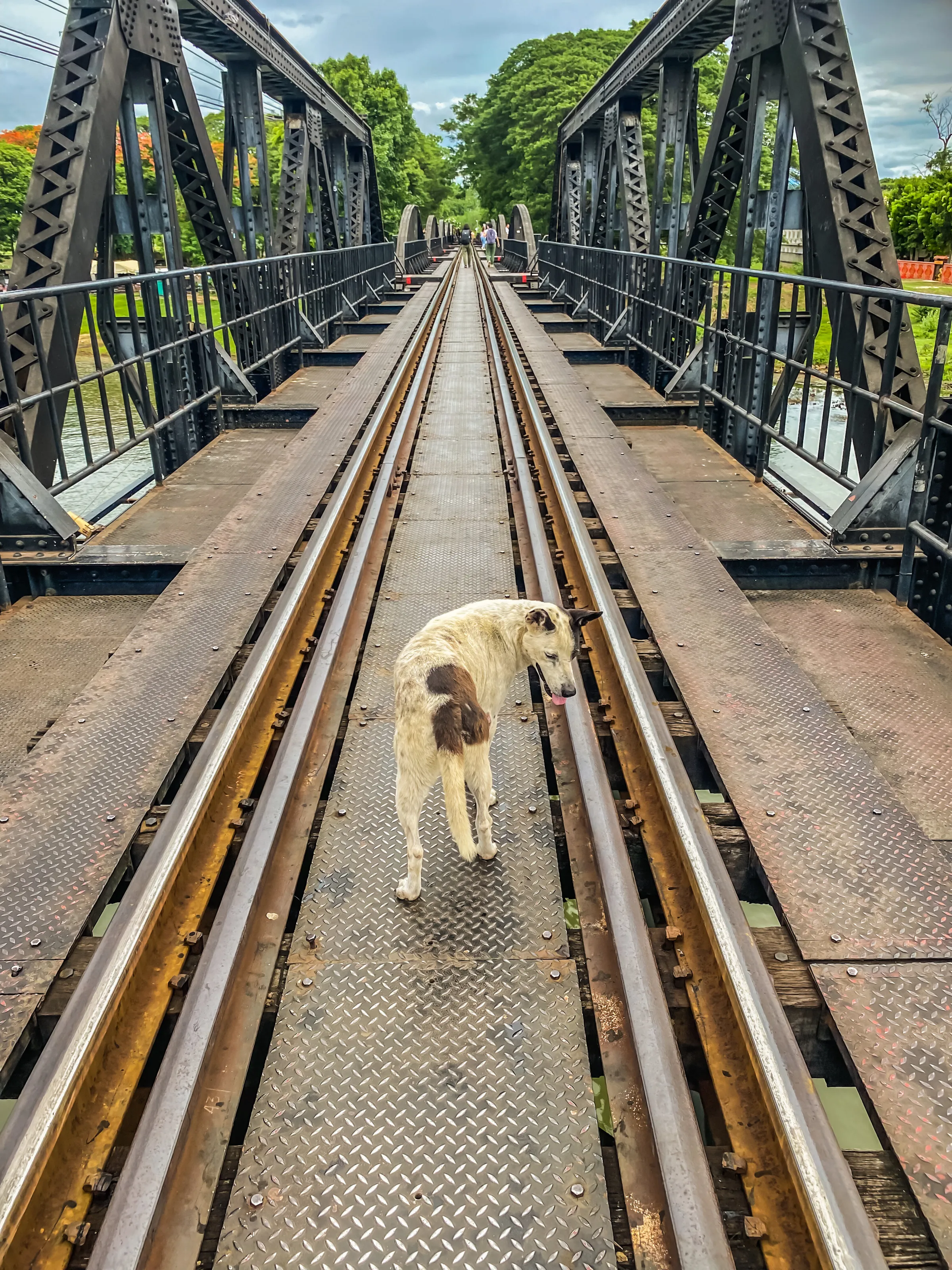 Dog over river Kwai