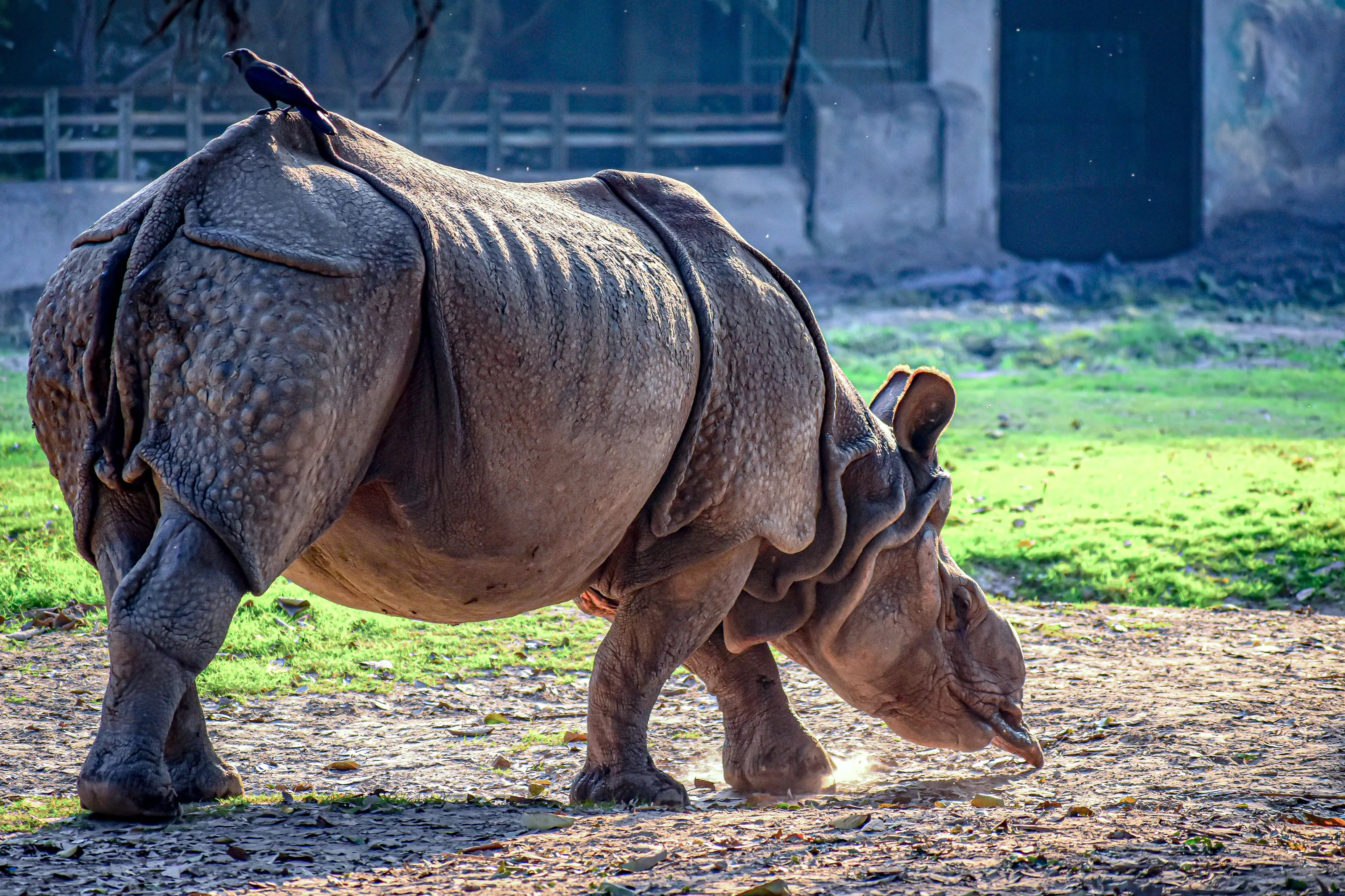 Rhino