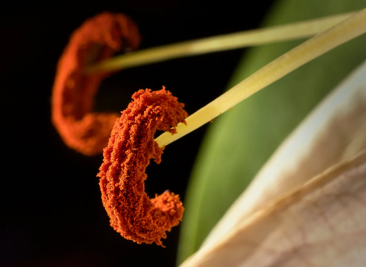 Thick with pollen