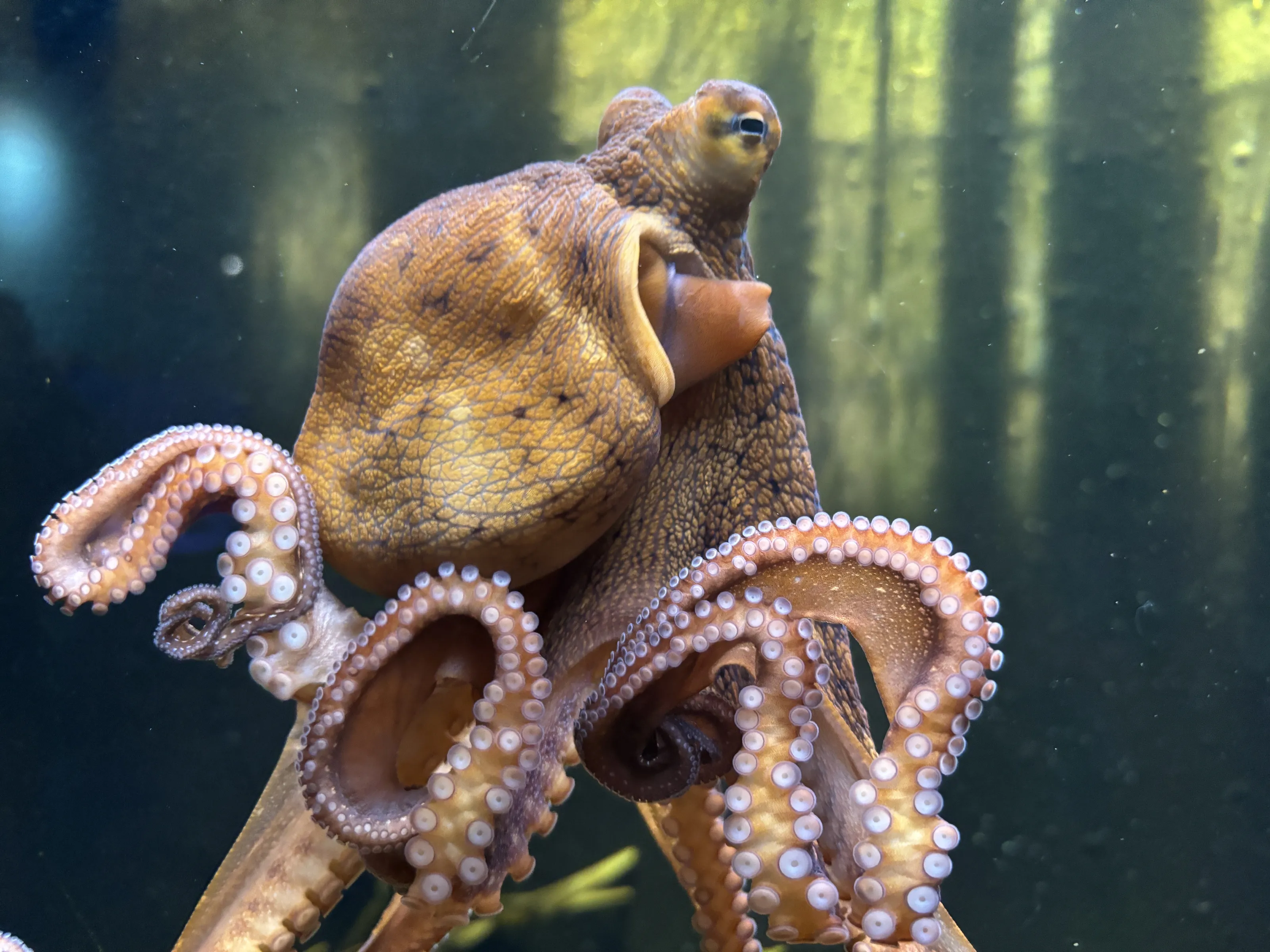 Octopus