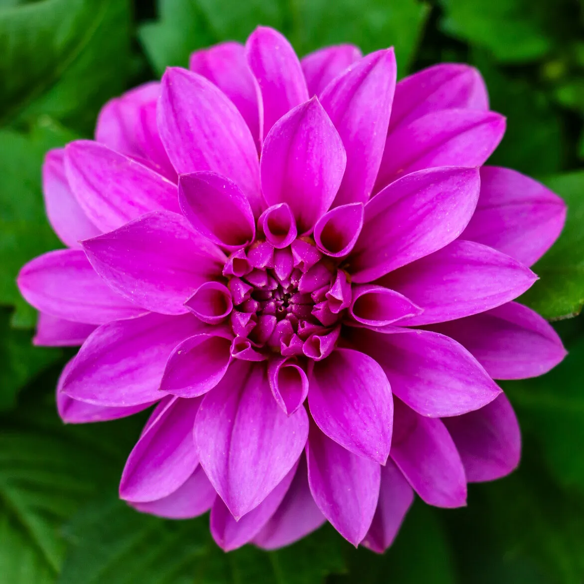 Dahlia