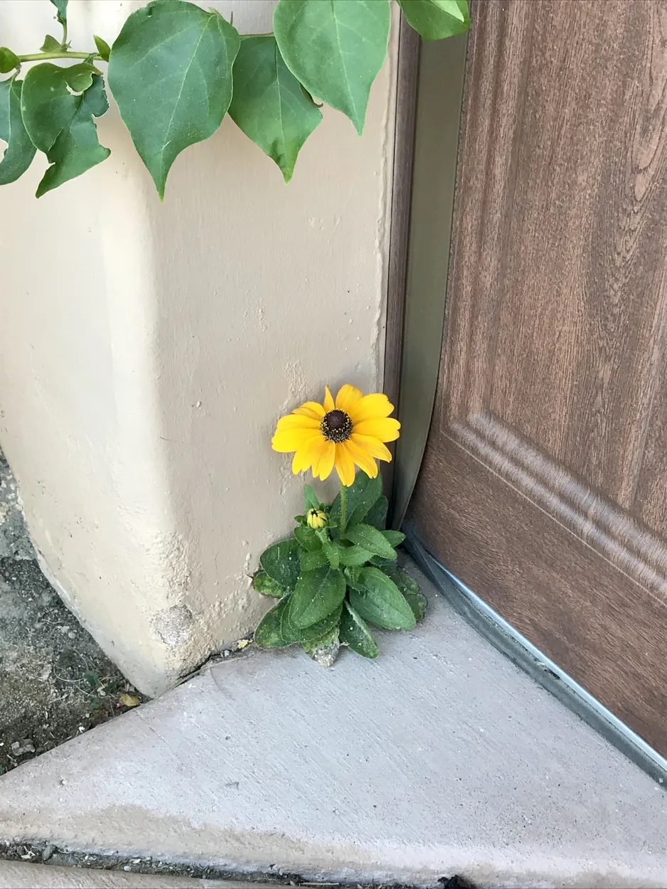 Entry 21307298
