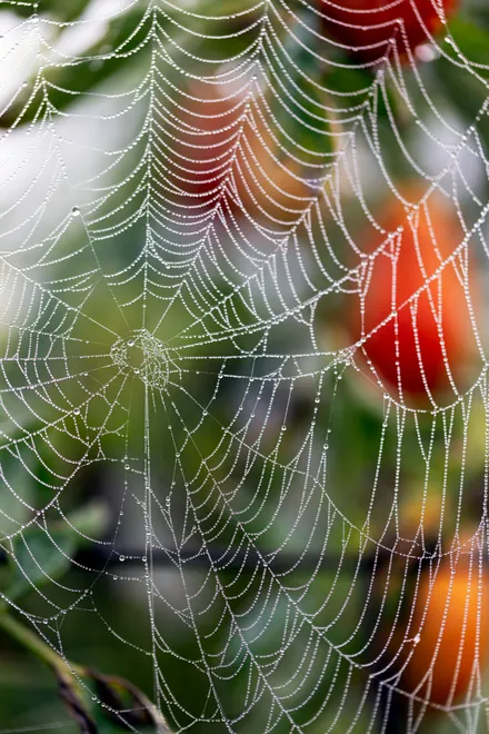 Tomatoes and Web