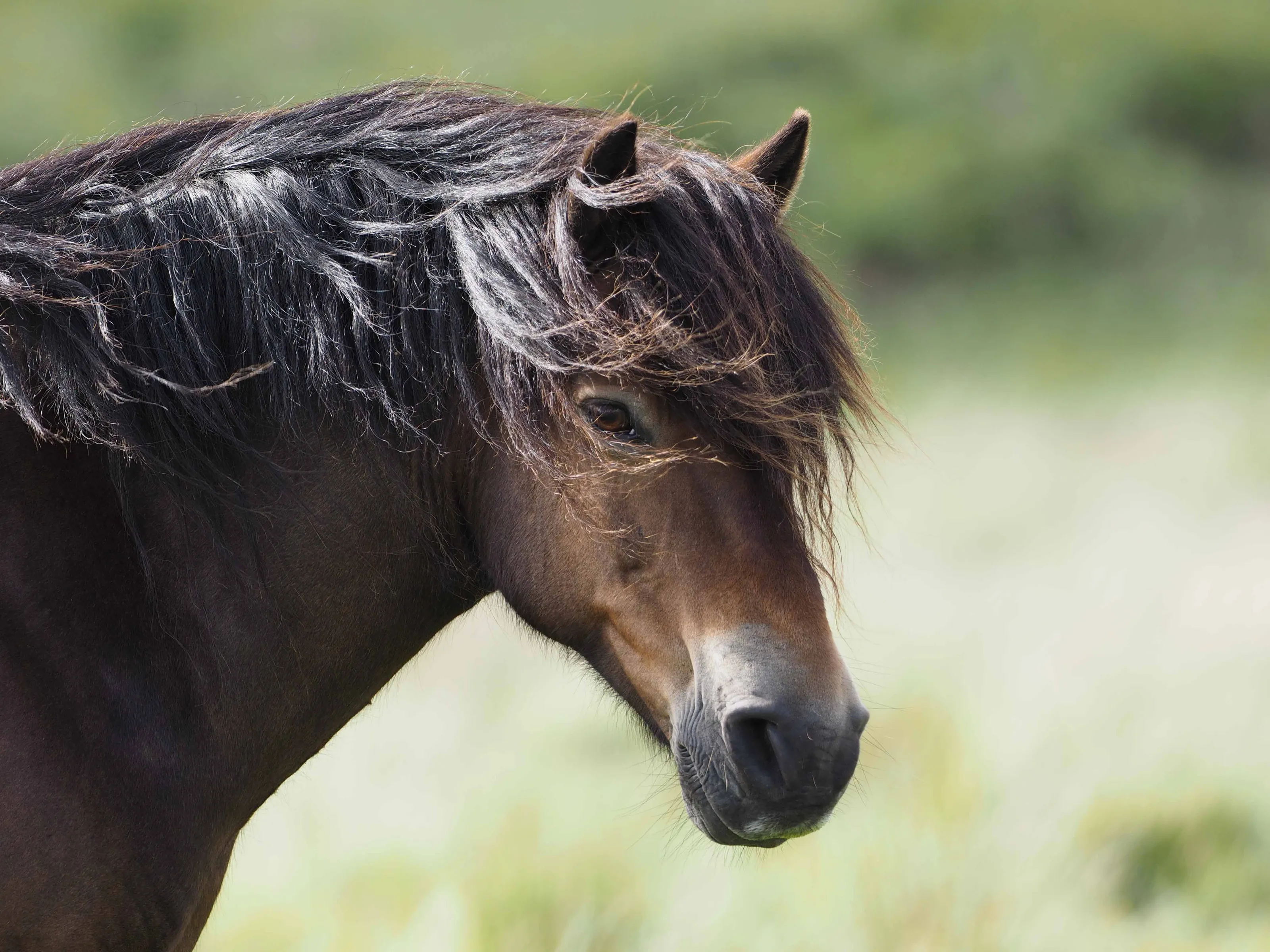 Exmoor Pony