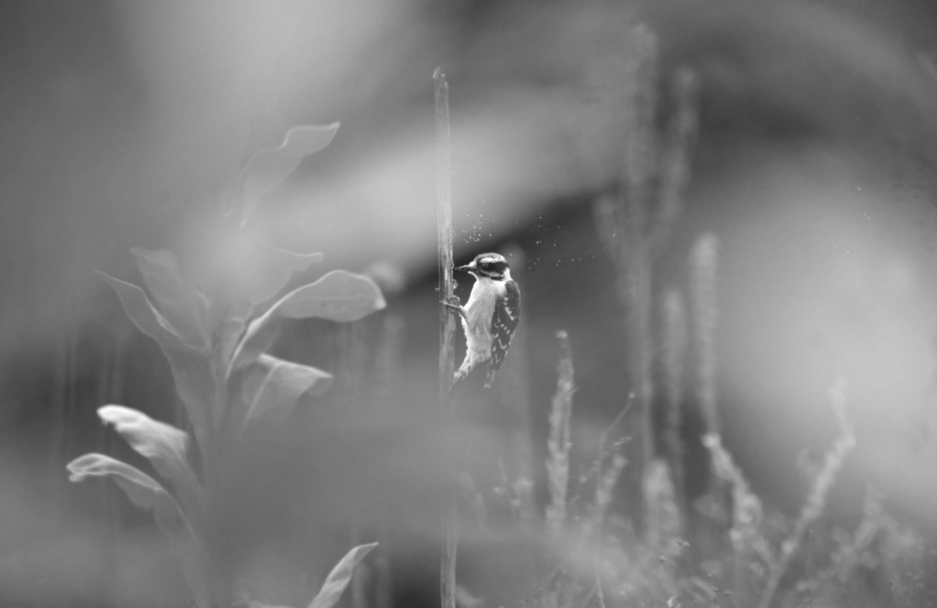 Birds in Black and White