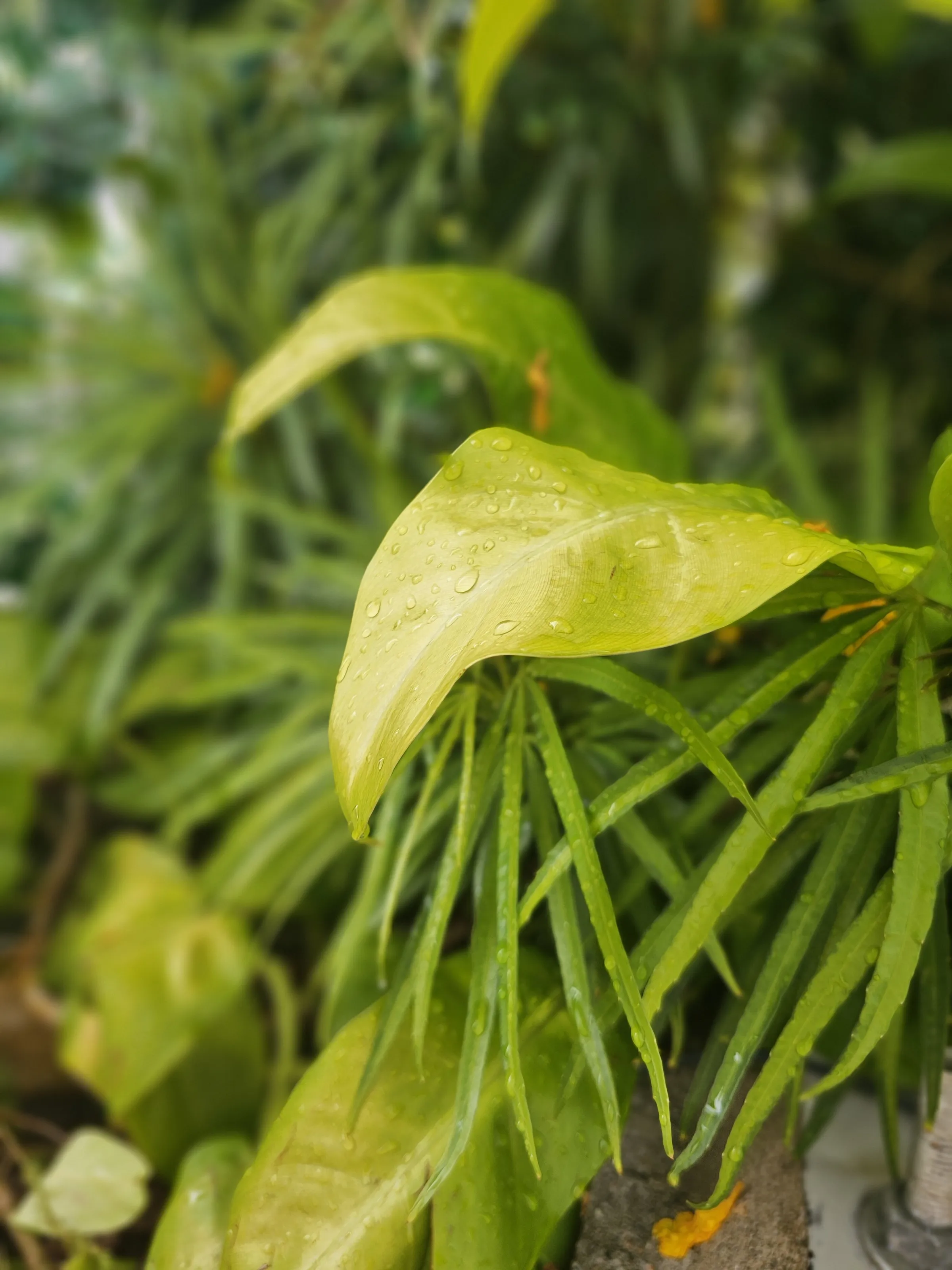 Macro shots