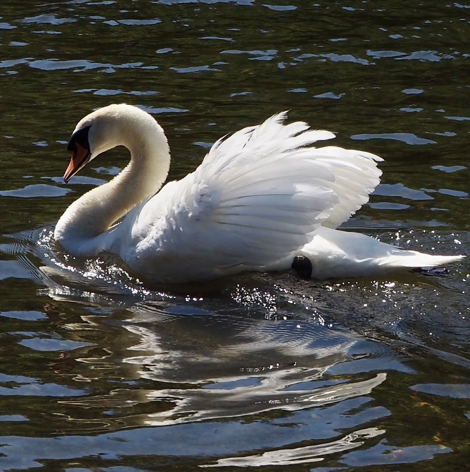 Swan