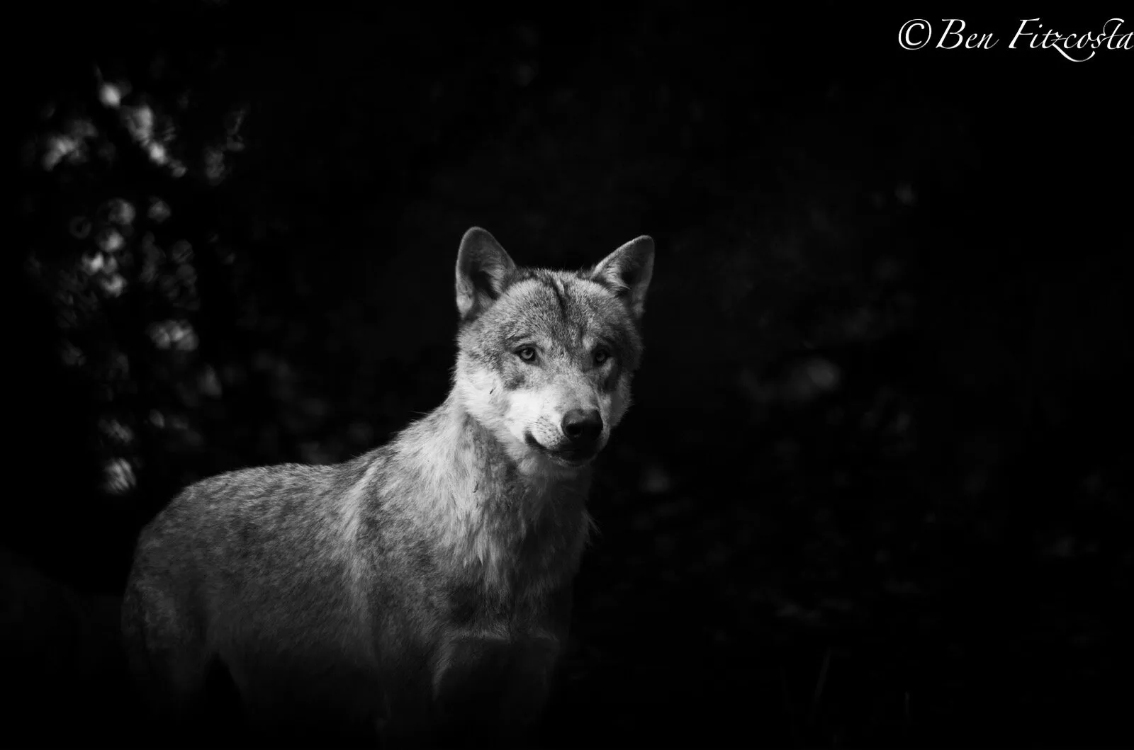 Grey Wolf