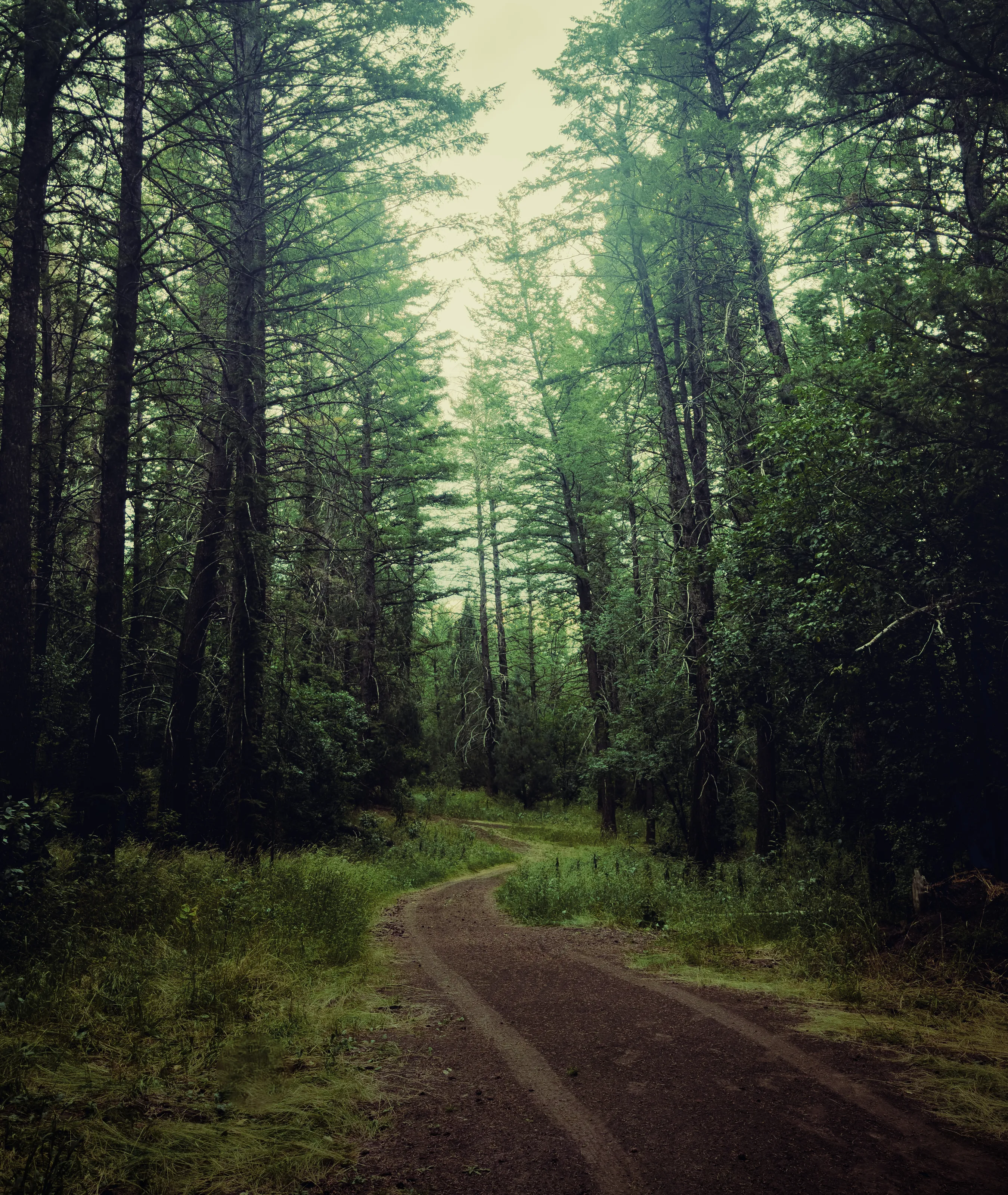 Forest Path