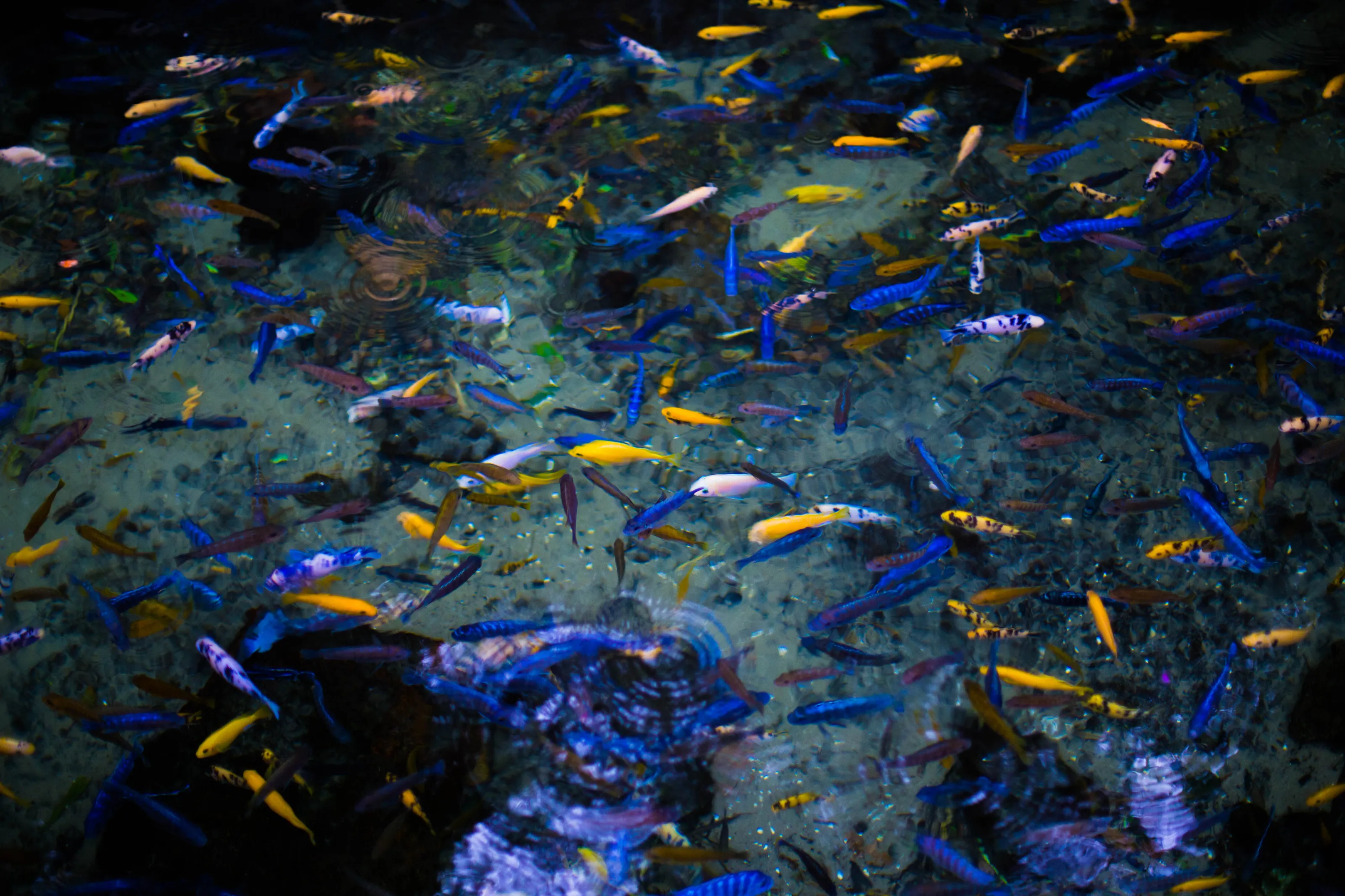 Fish in a Pond