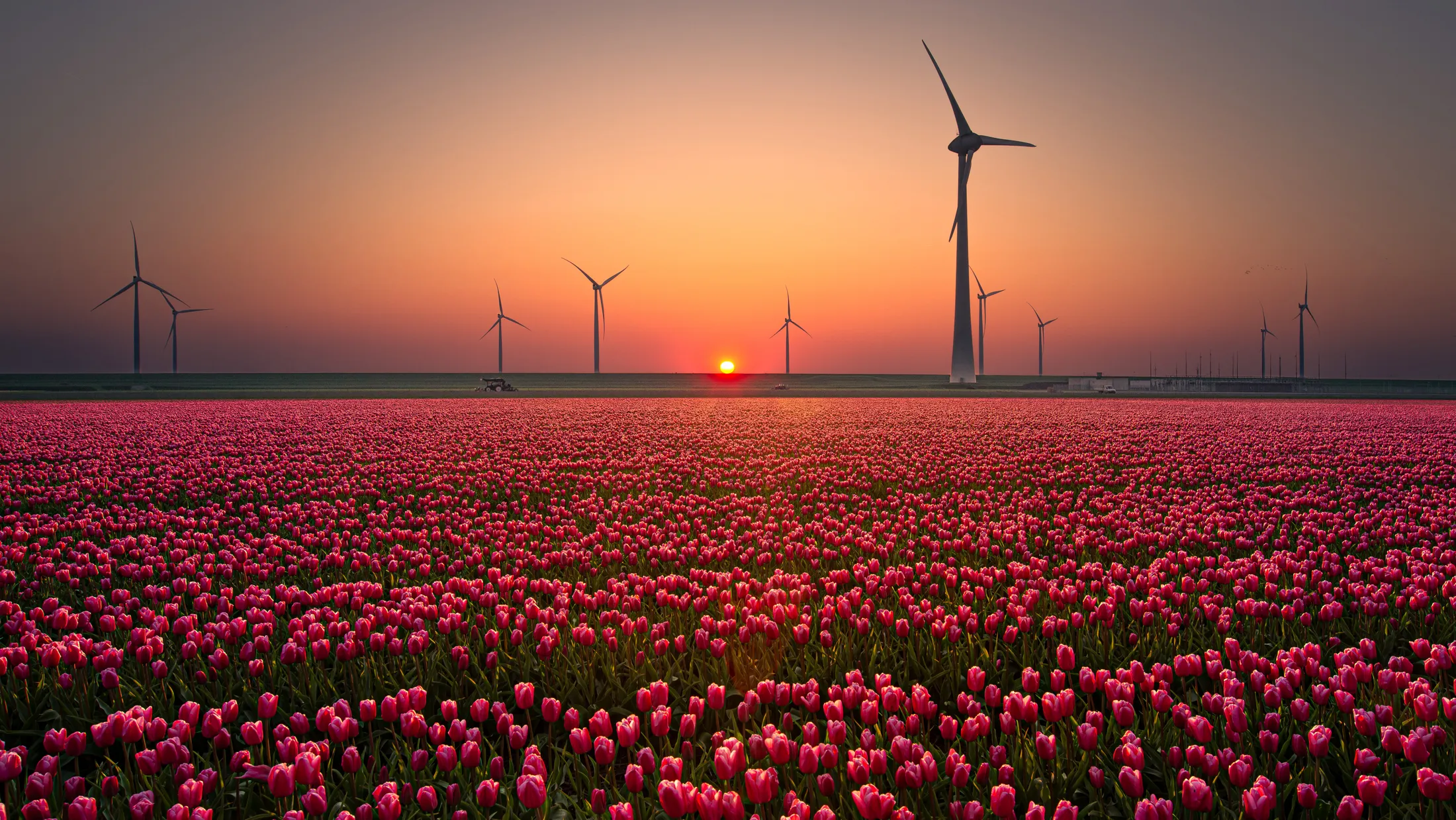 Tulips and sunset