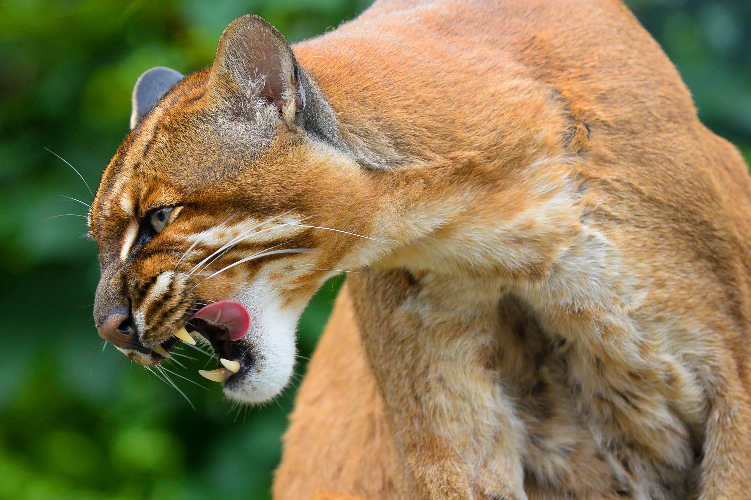 big cat