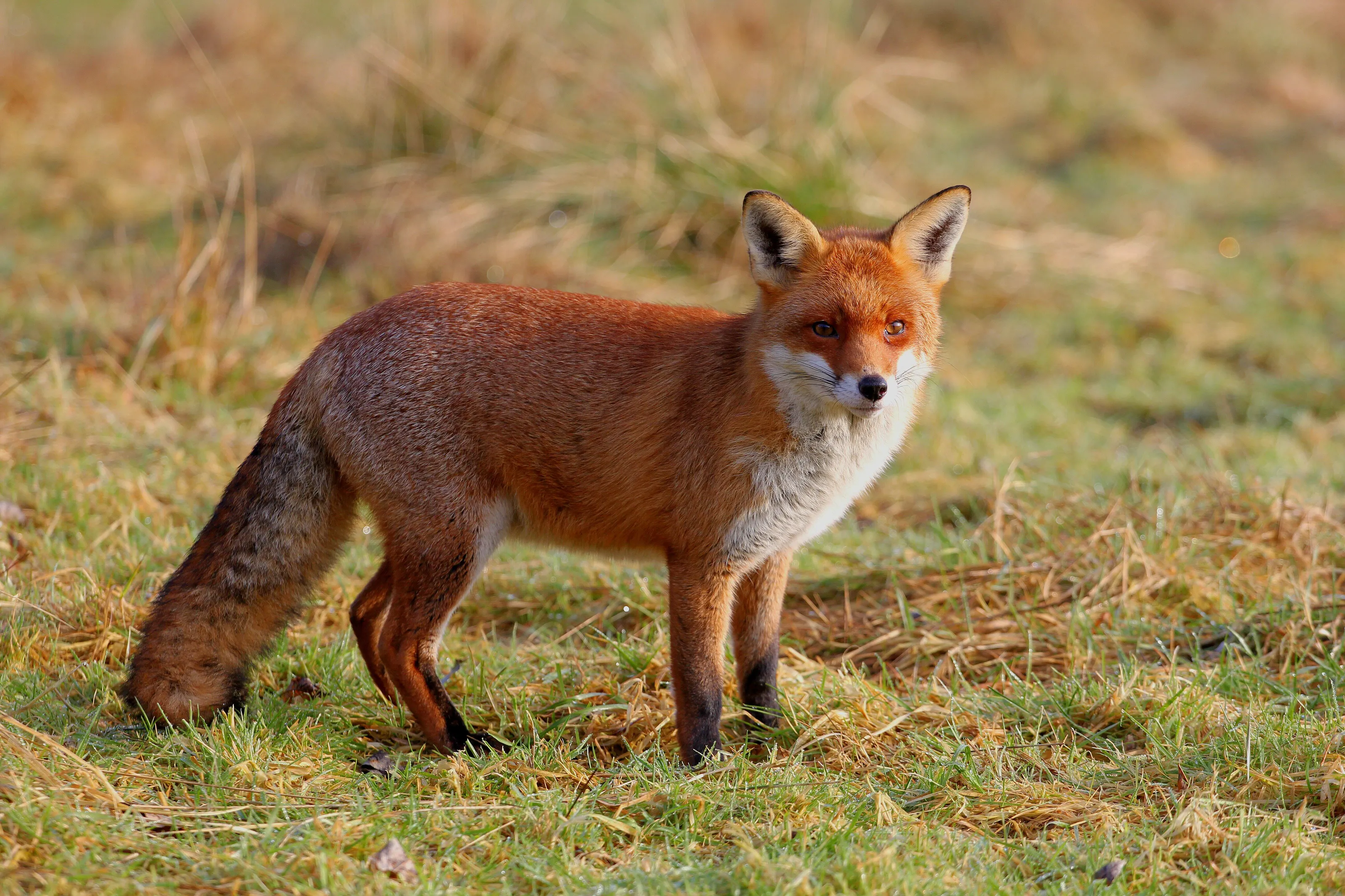 Vixen
