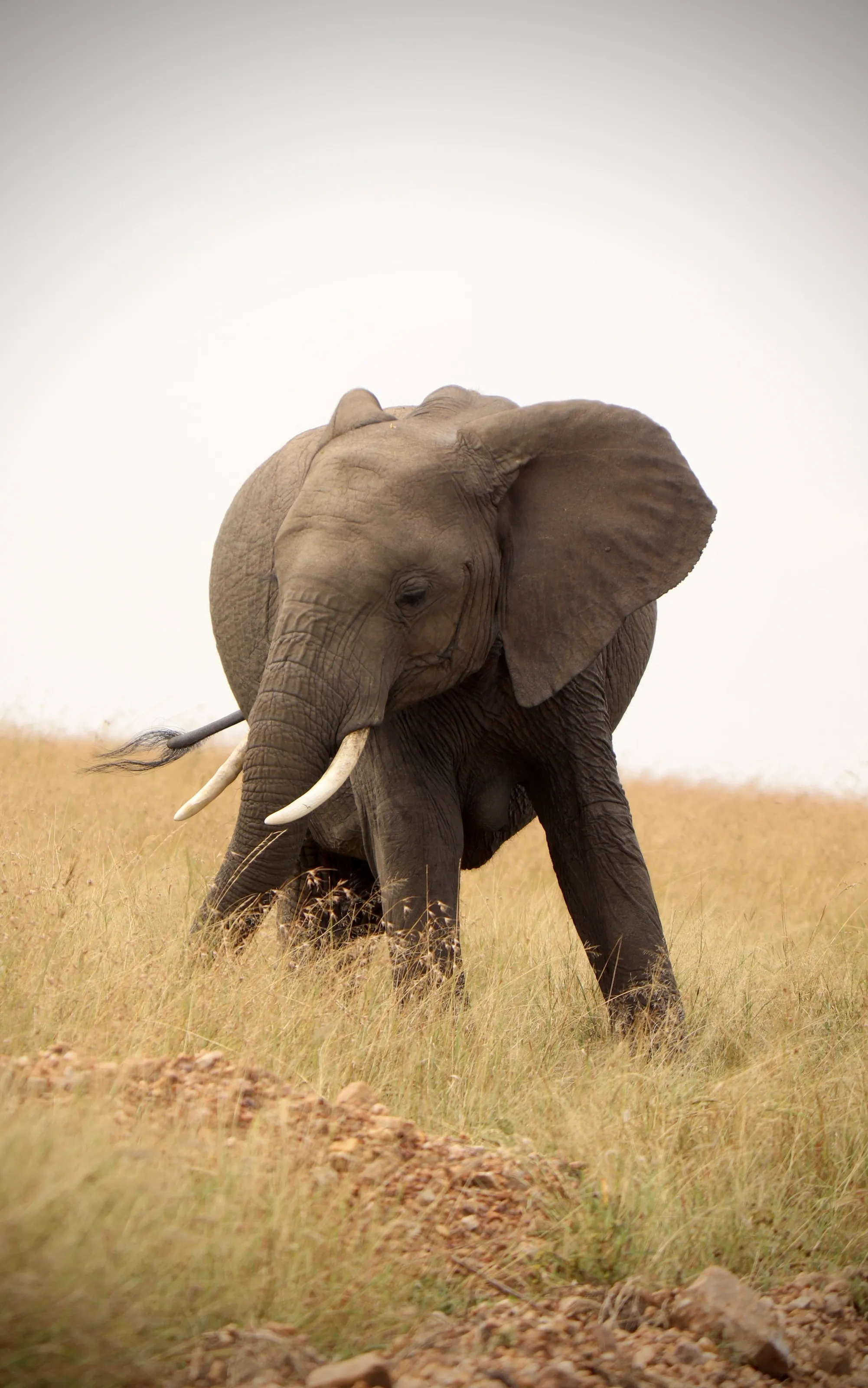 -Grace- African Safari Elephant