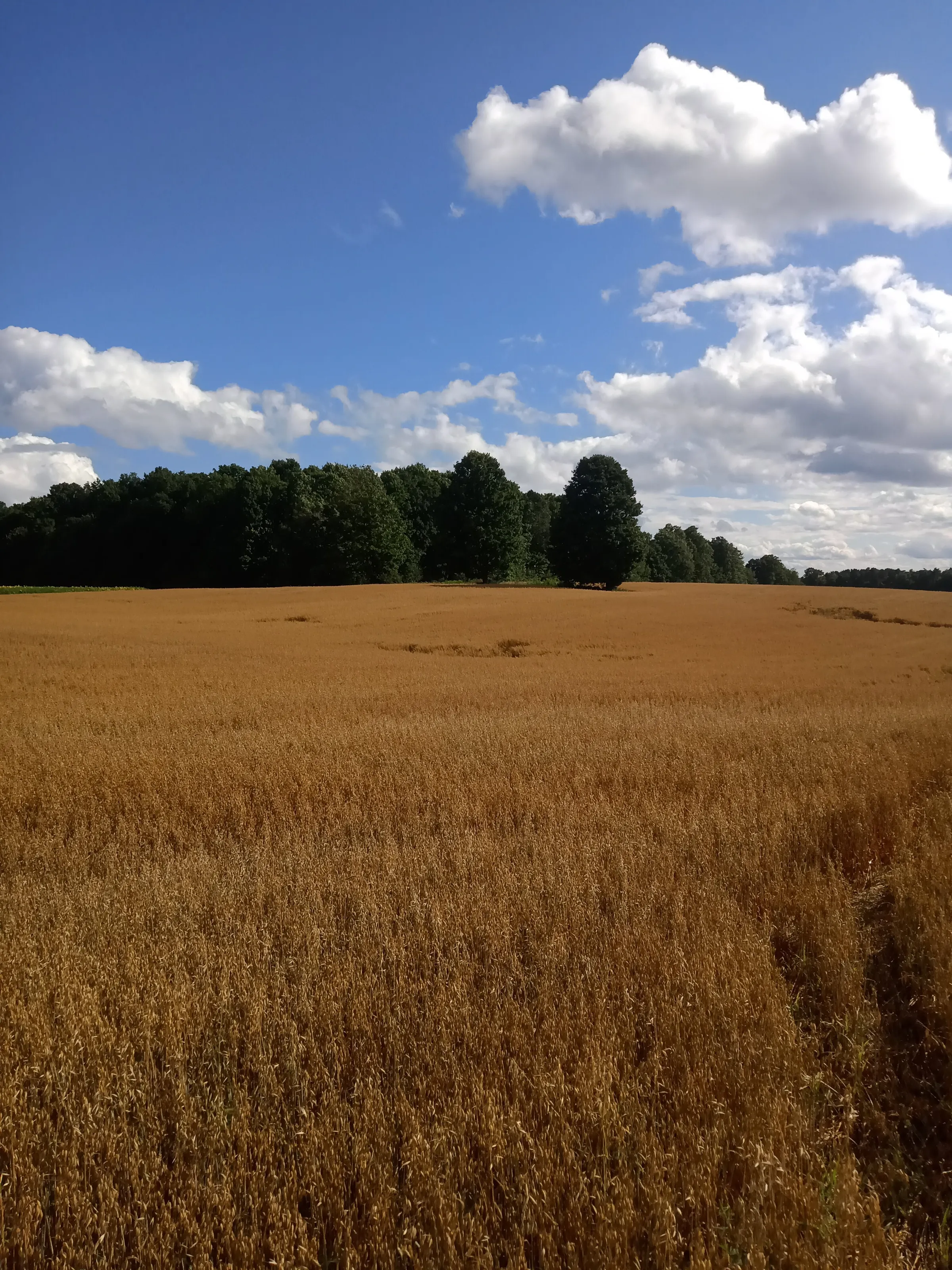 Wheat field and blue skies