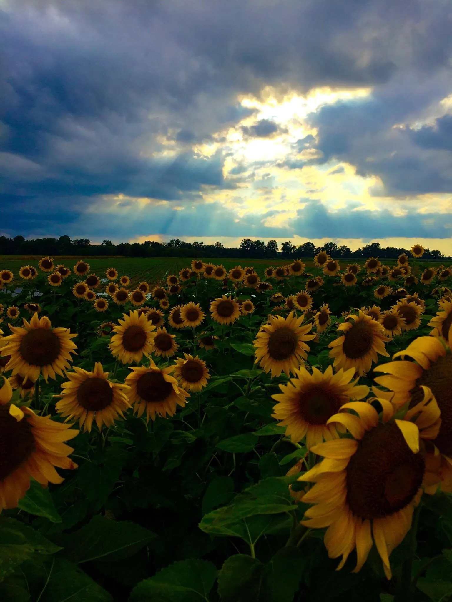 Such Beauty after the storm