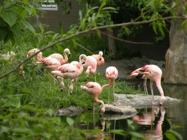 Flamingos