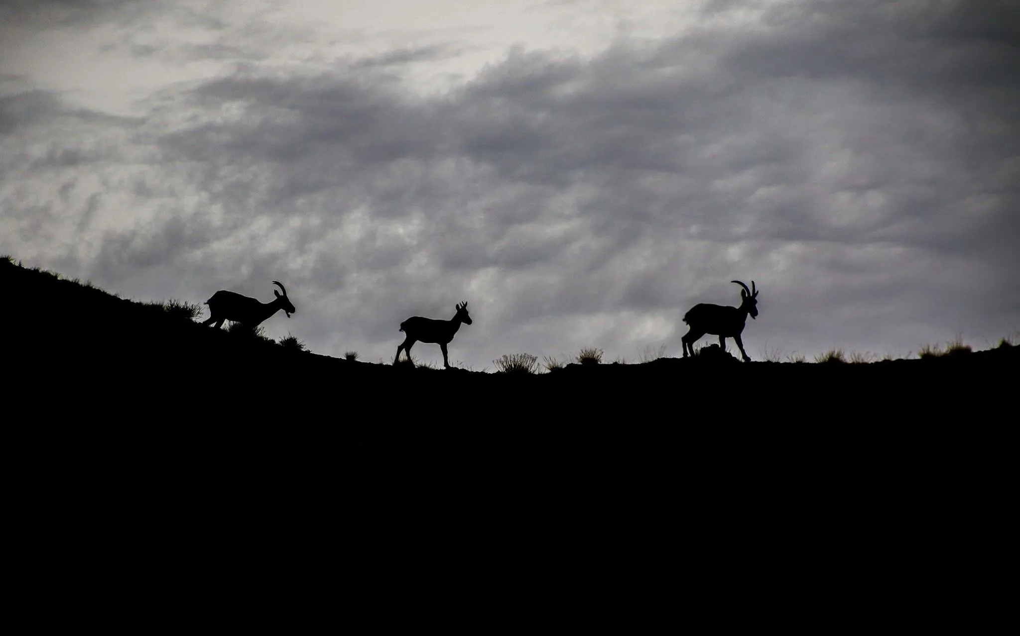 Goats spotted in desert