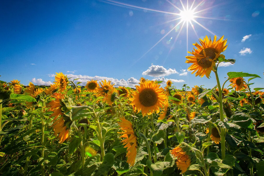 Sunflowers