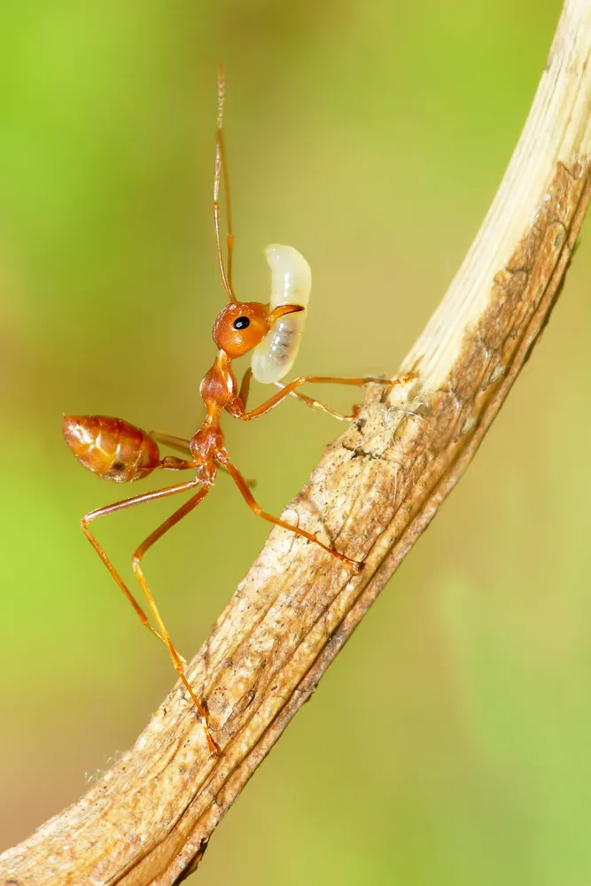 Fireant