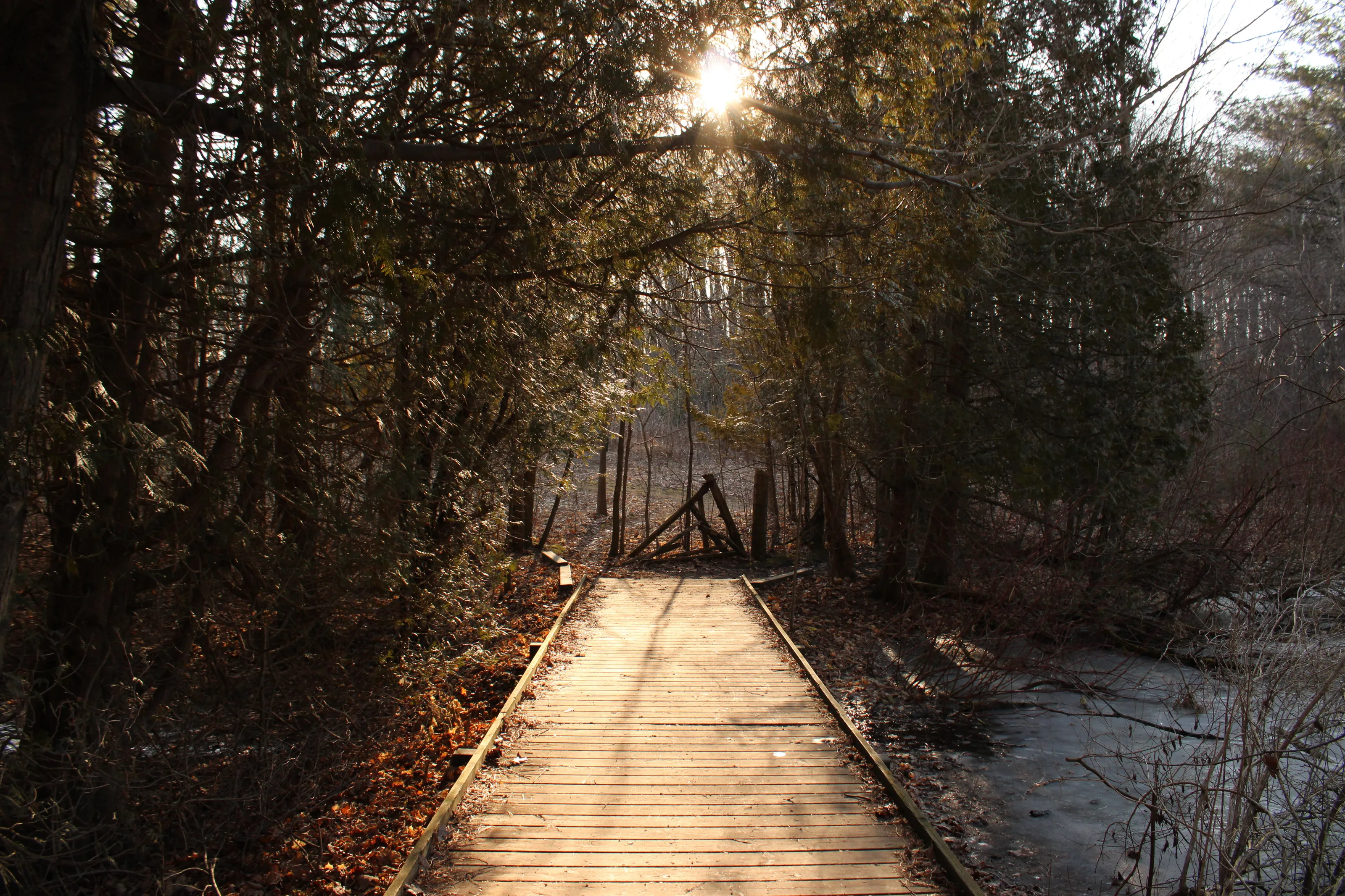 Sunlit Path