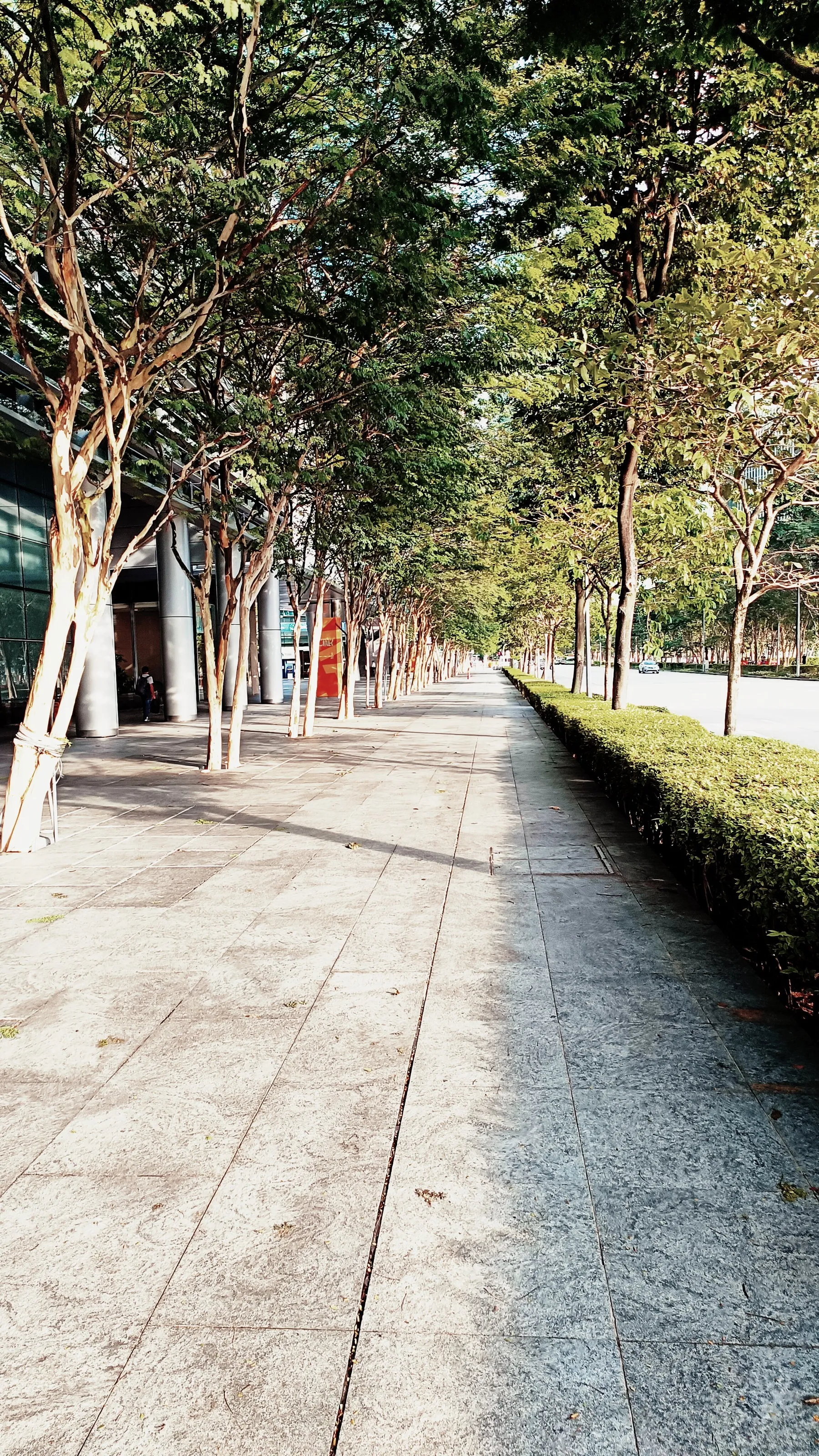 The Morning walk