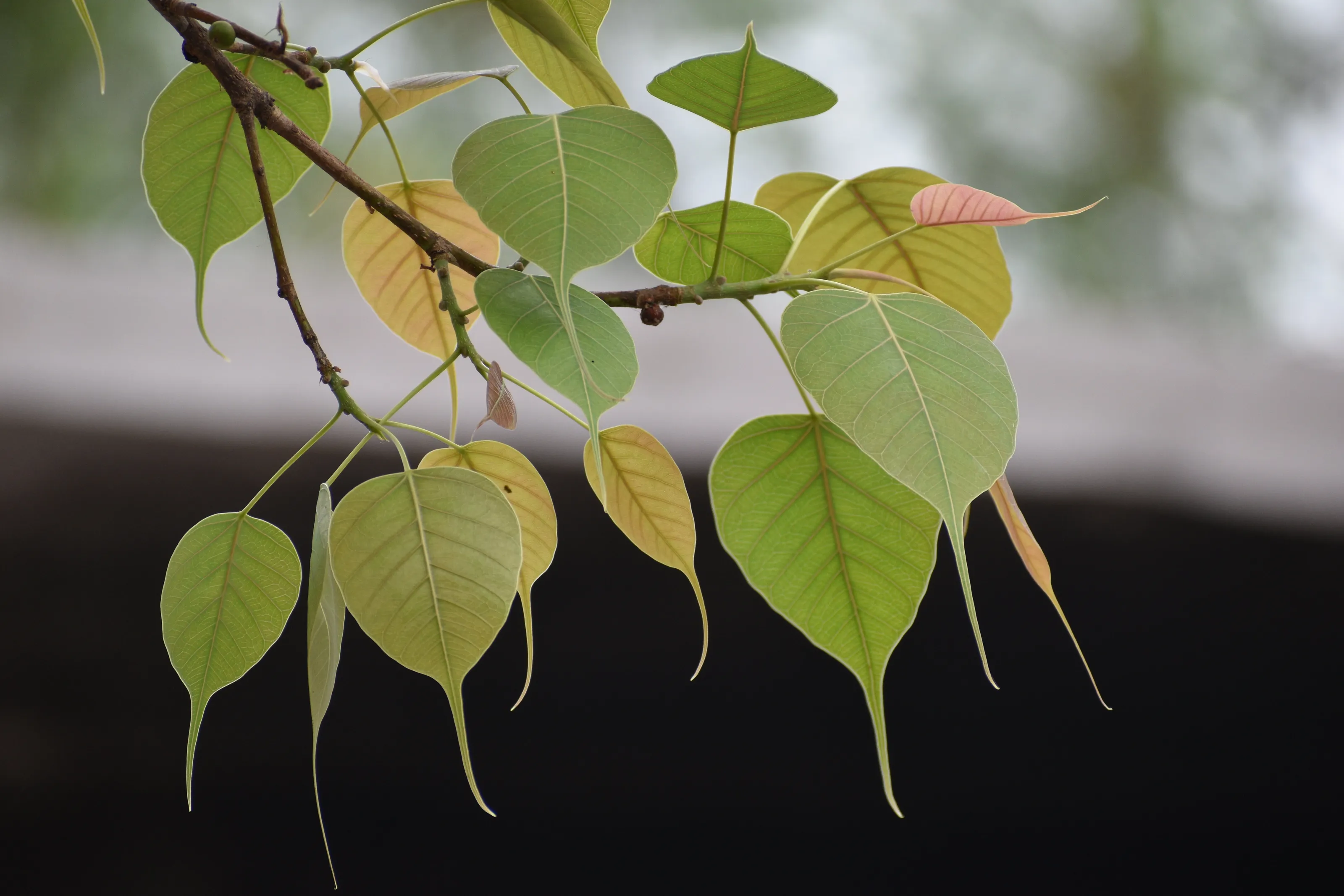 Beautiful Leaves