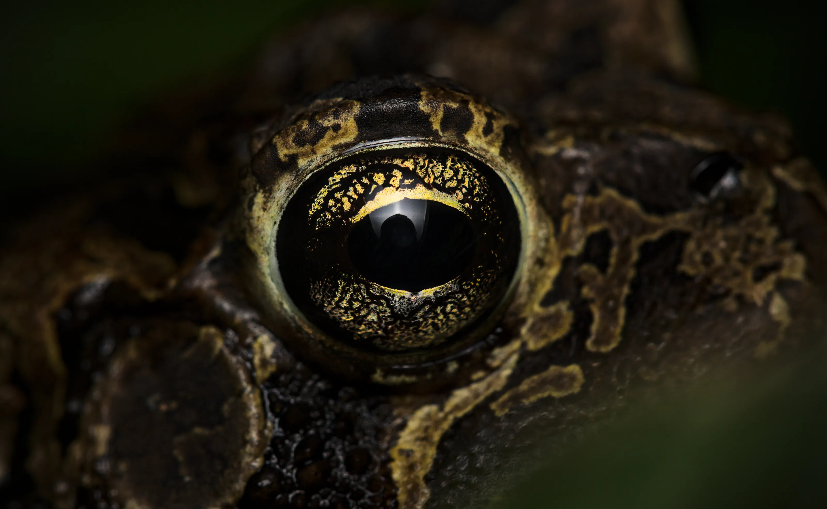Southern toad eye