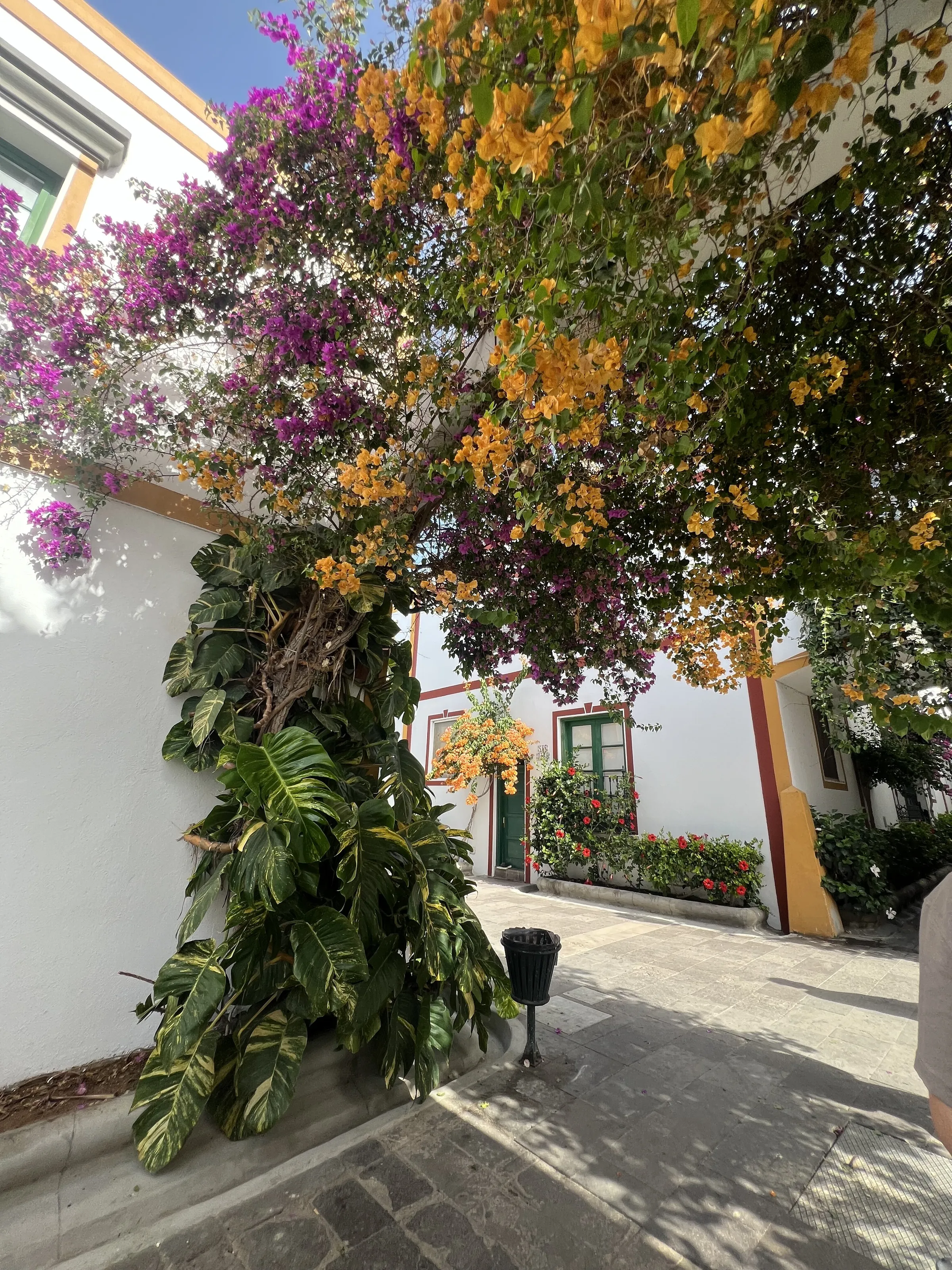 Mogan, Gran Canaria (aka Little Venice)🌺🌼