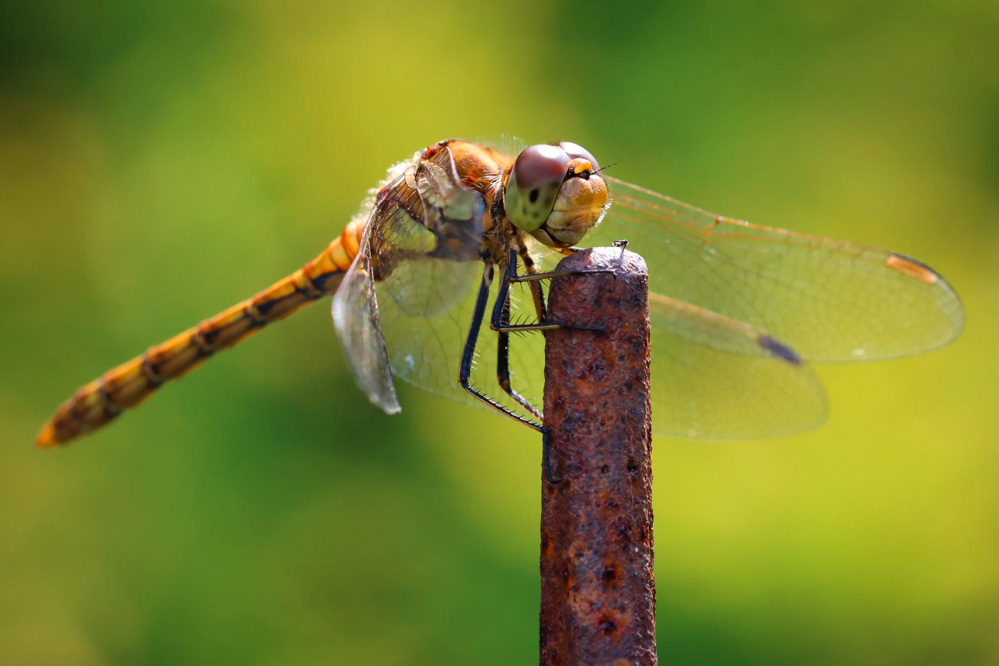 Dragonfly on Iron Gate