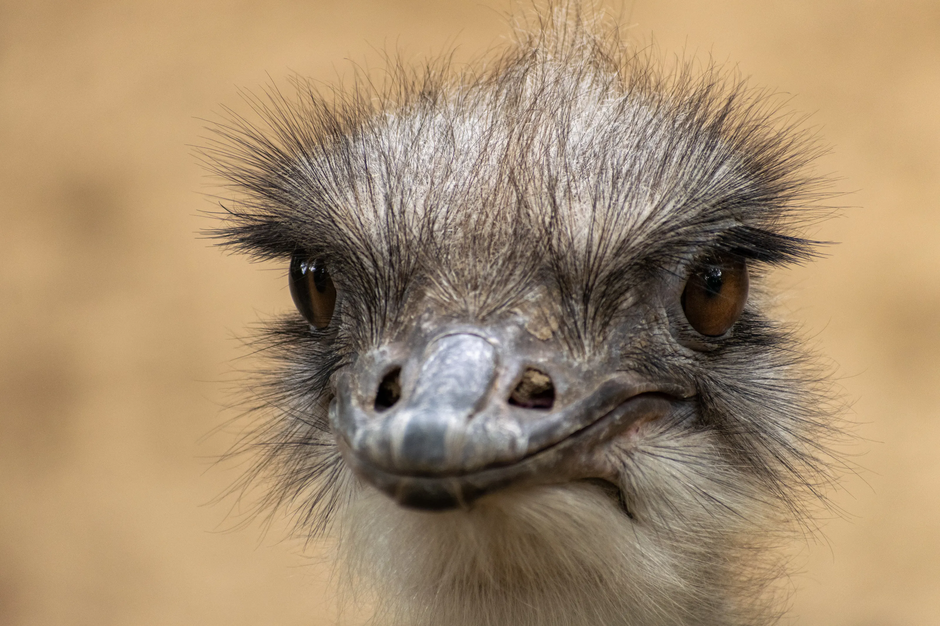 Ostrich