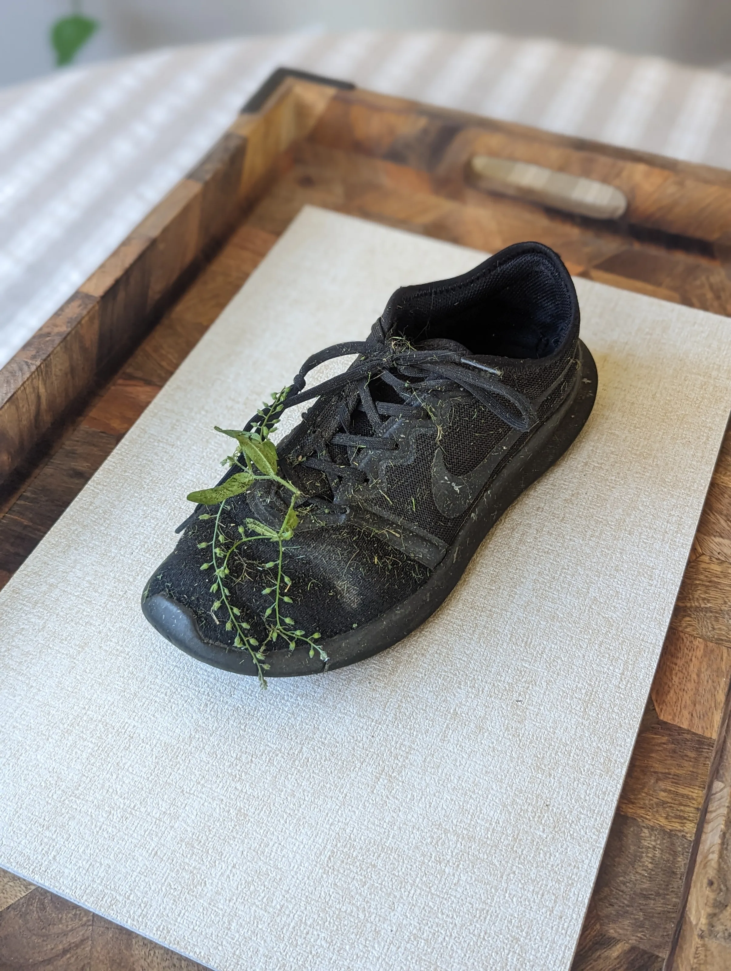 Garden in his shoes edition