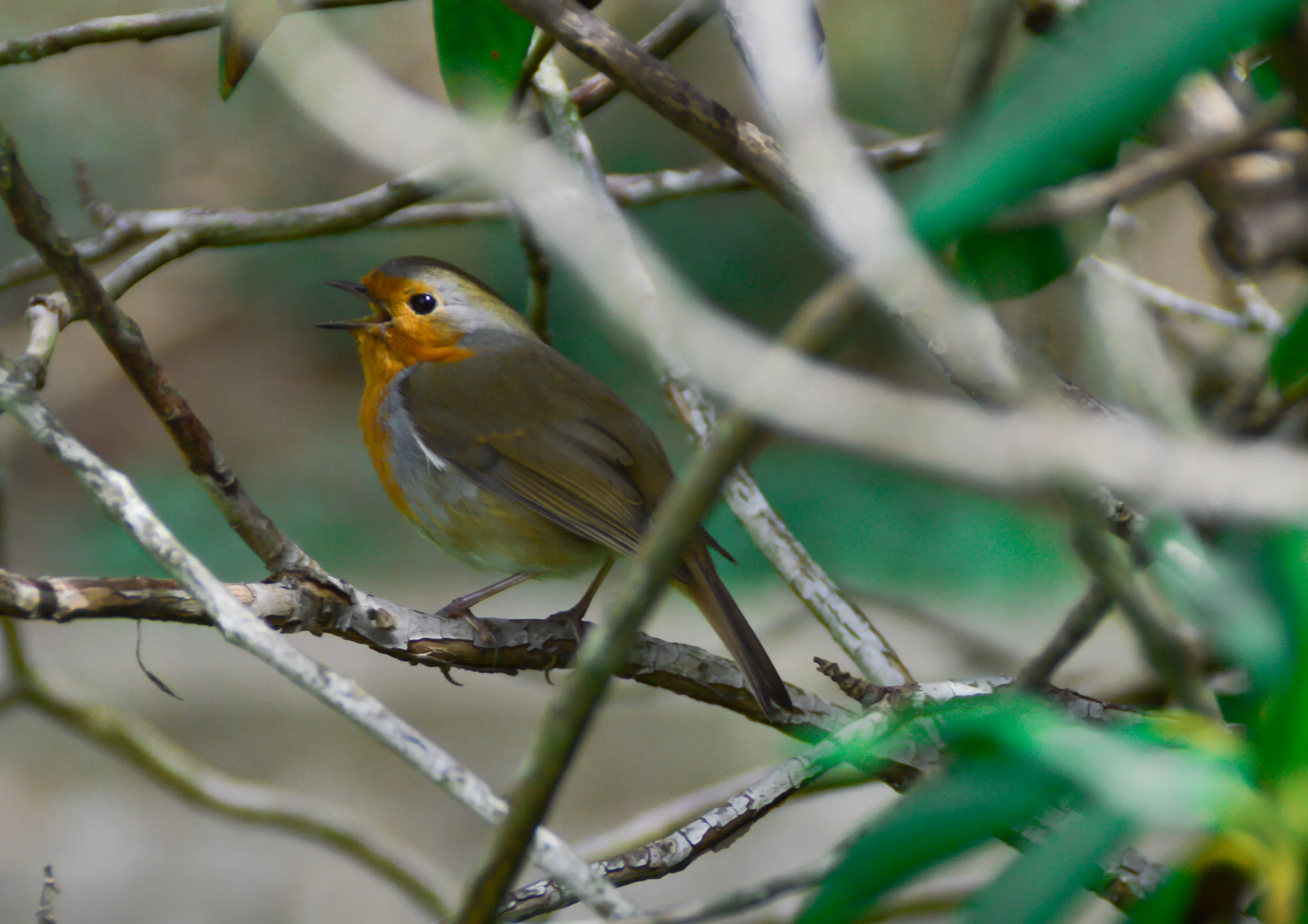 Robin taken near Bristol, UK