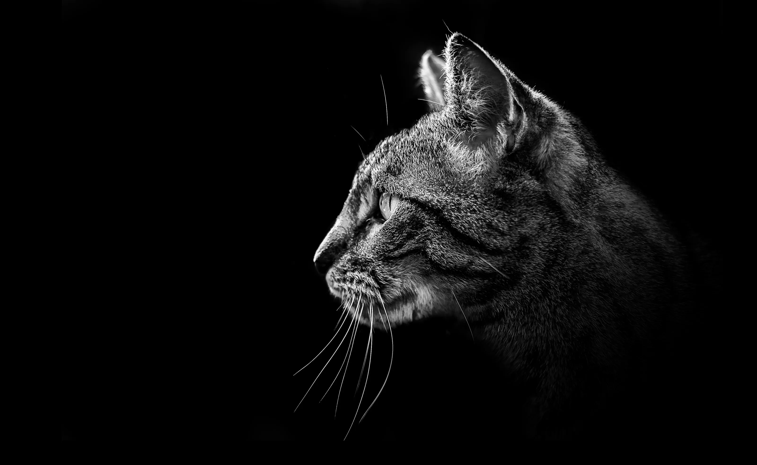 My Cat